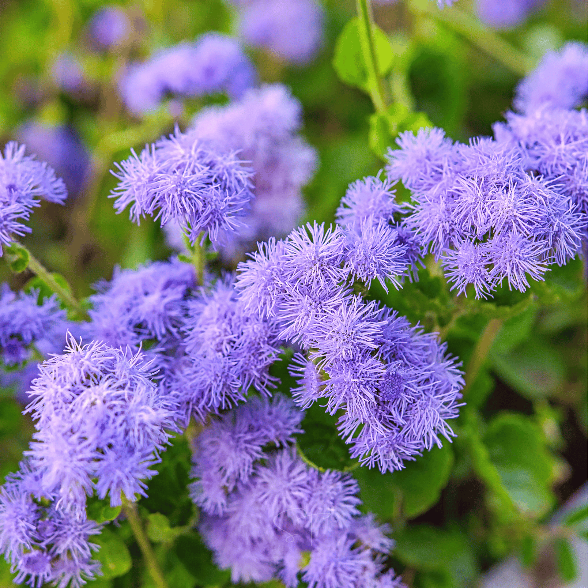 Blue Mink Dwarf Ageratum – 100 Seeds