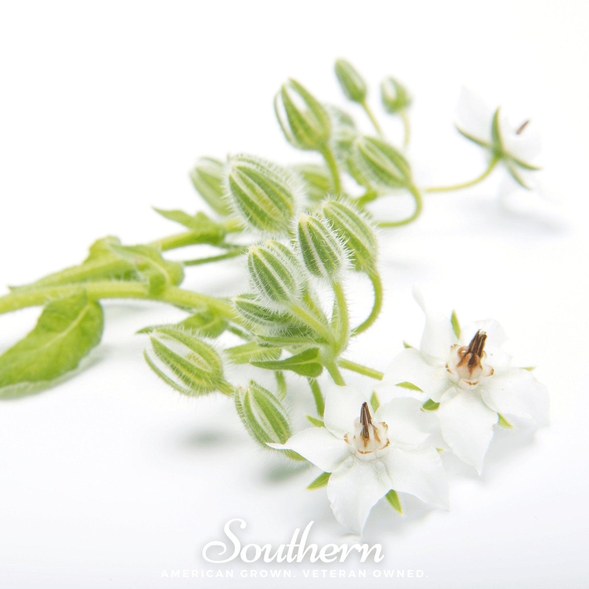 White Borage – 50 Seeds