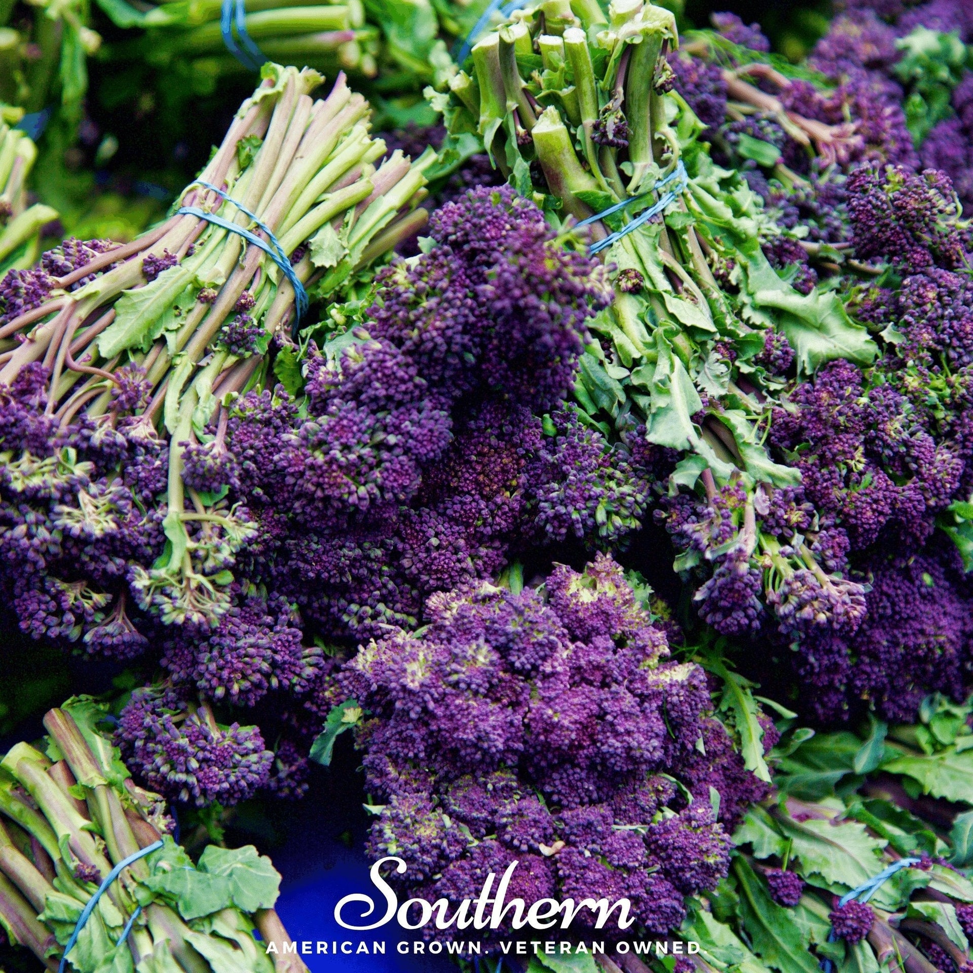 Purple Sprouting Broccoli – 100 Seeds
