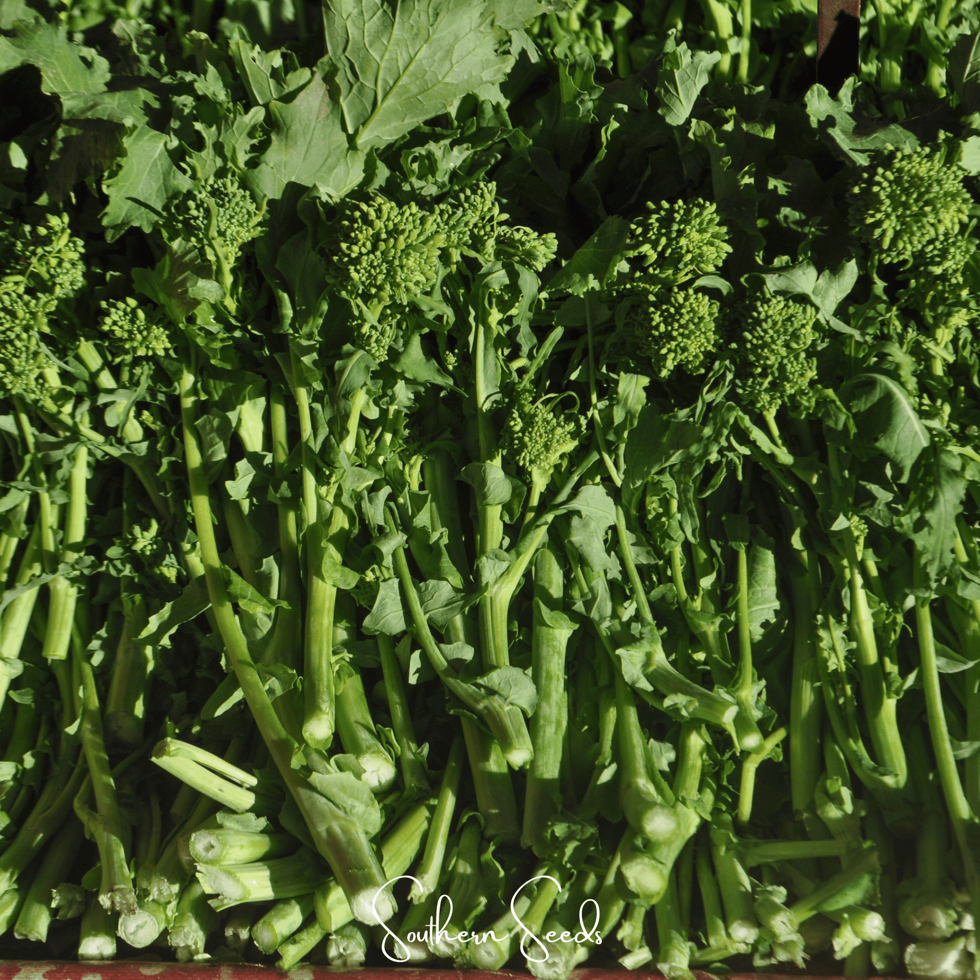 Rapini Raab Broccoli – 100 Seeds