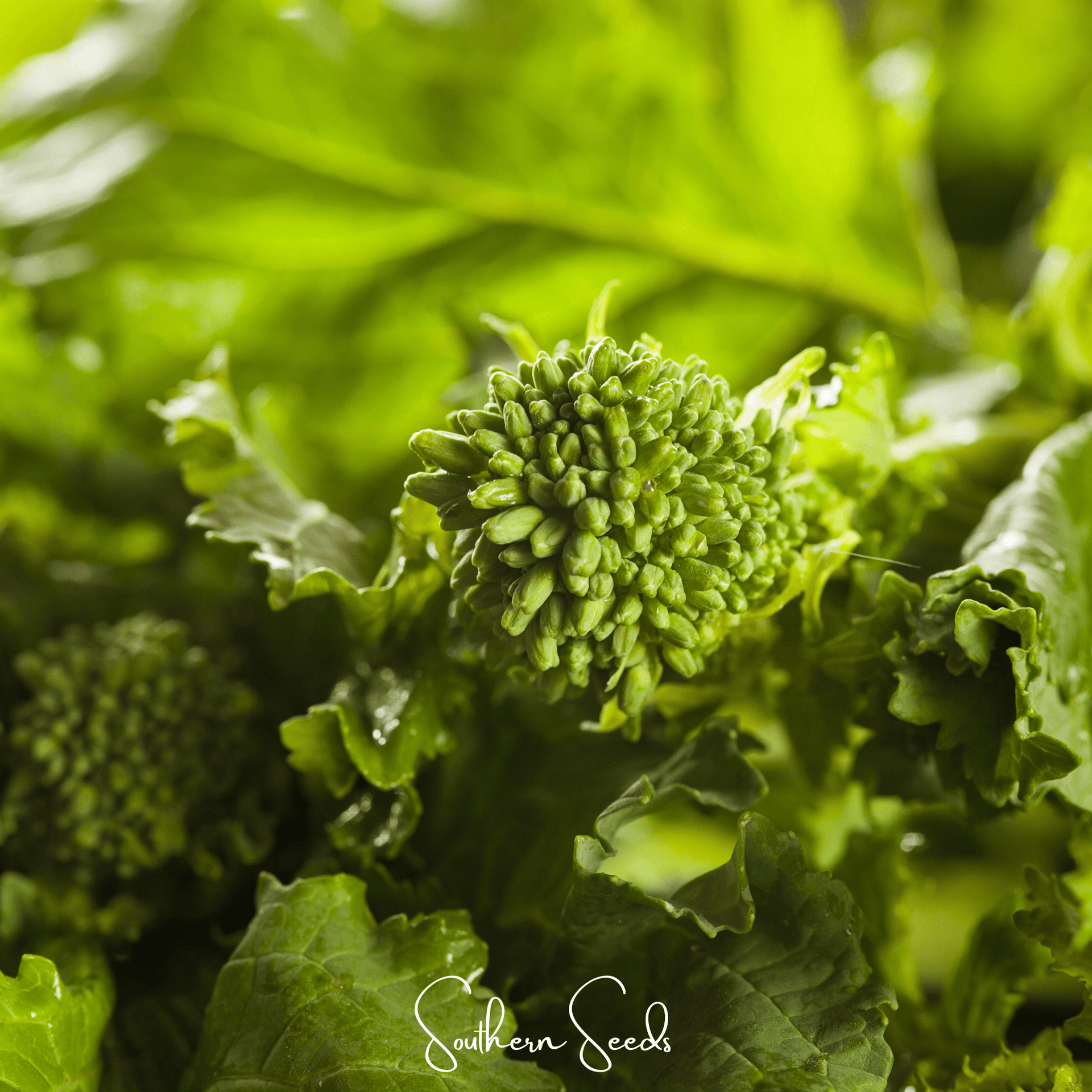 Rapini Raab Broccoli – 100 Seeds