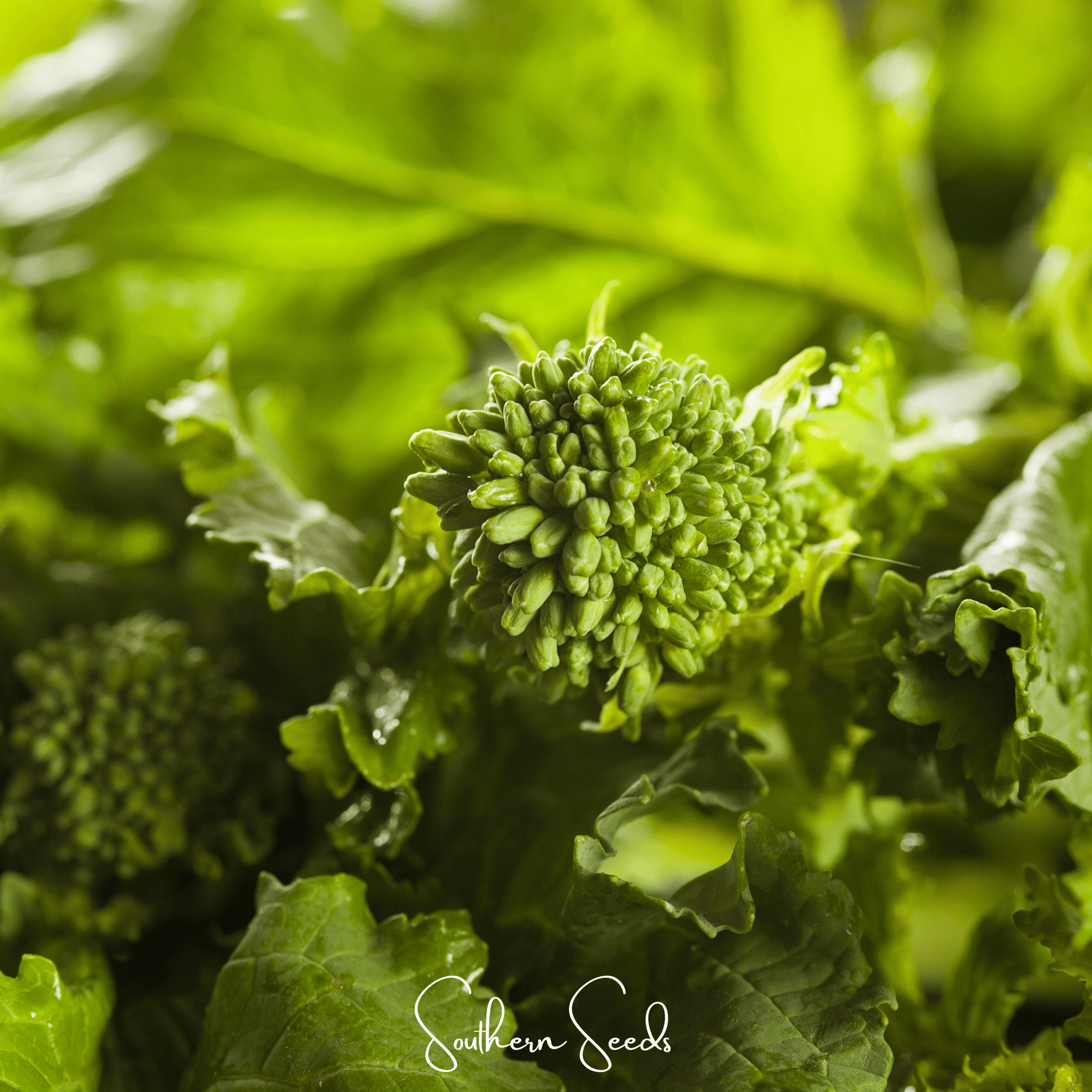Rapini Raab Broccoli – 100 Seeds