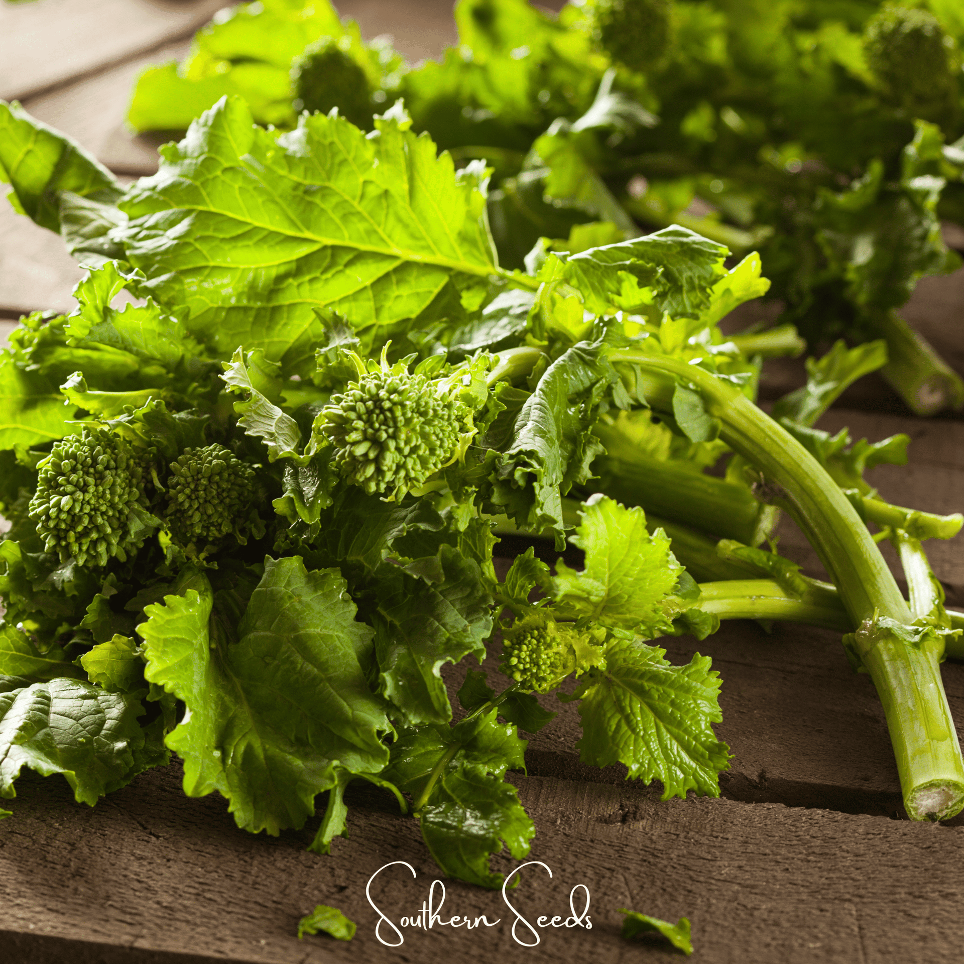 Rapini Raab Broccoli – 100 Seeds