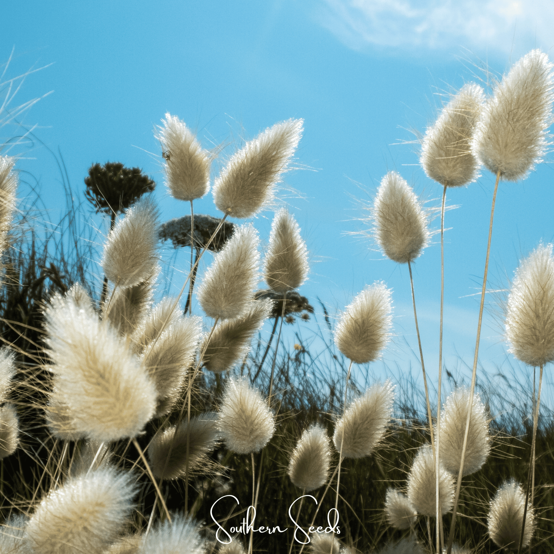 Bunny Tails – 50 Seeds