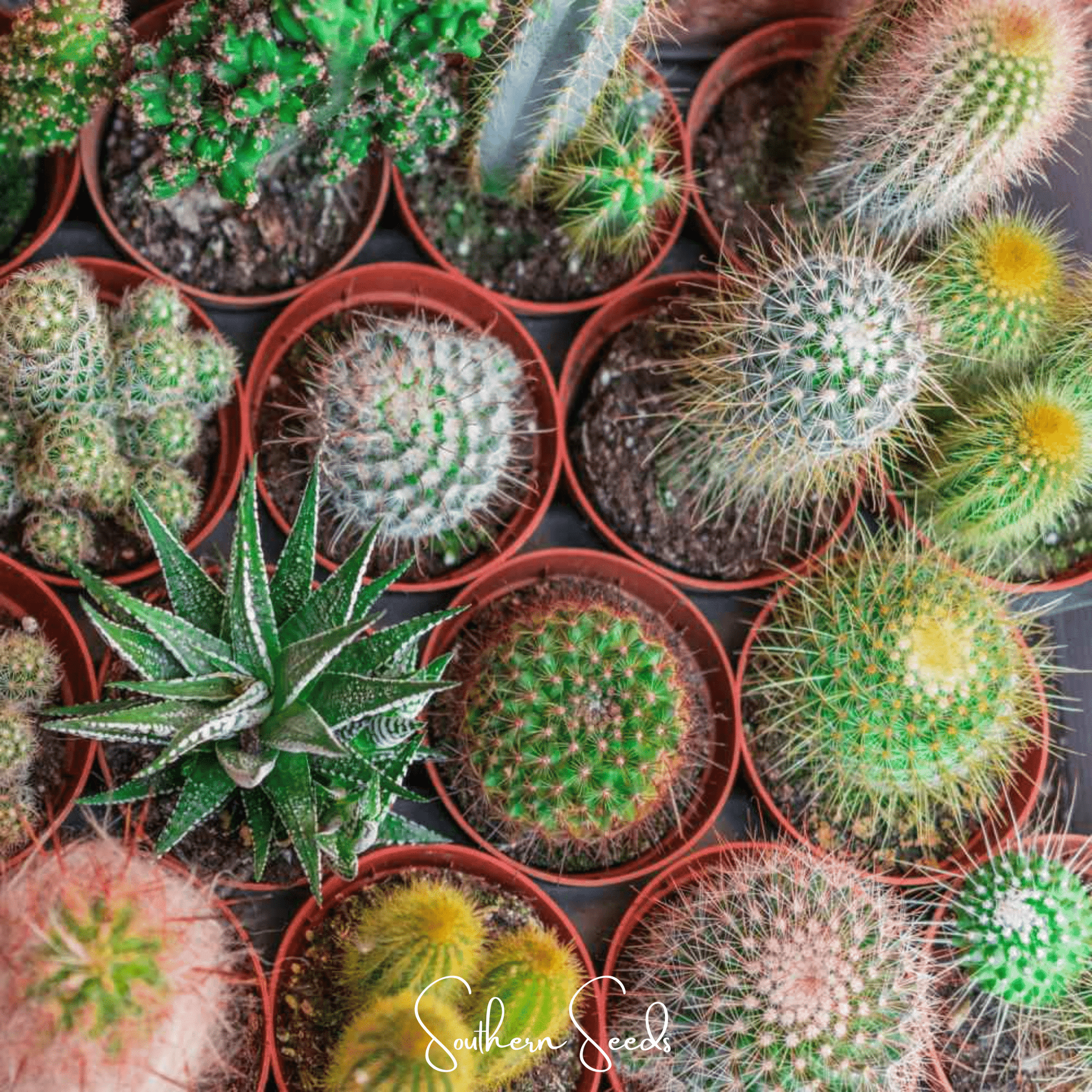 Cactus Mix – 30 Seeds