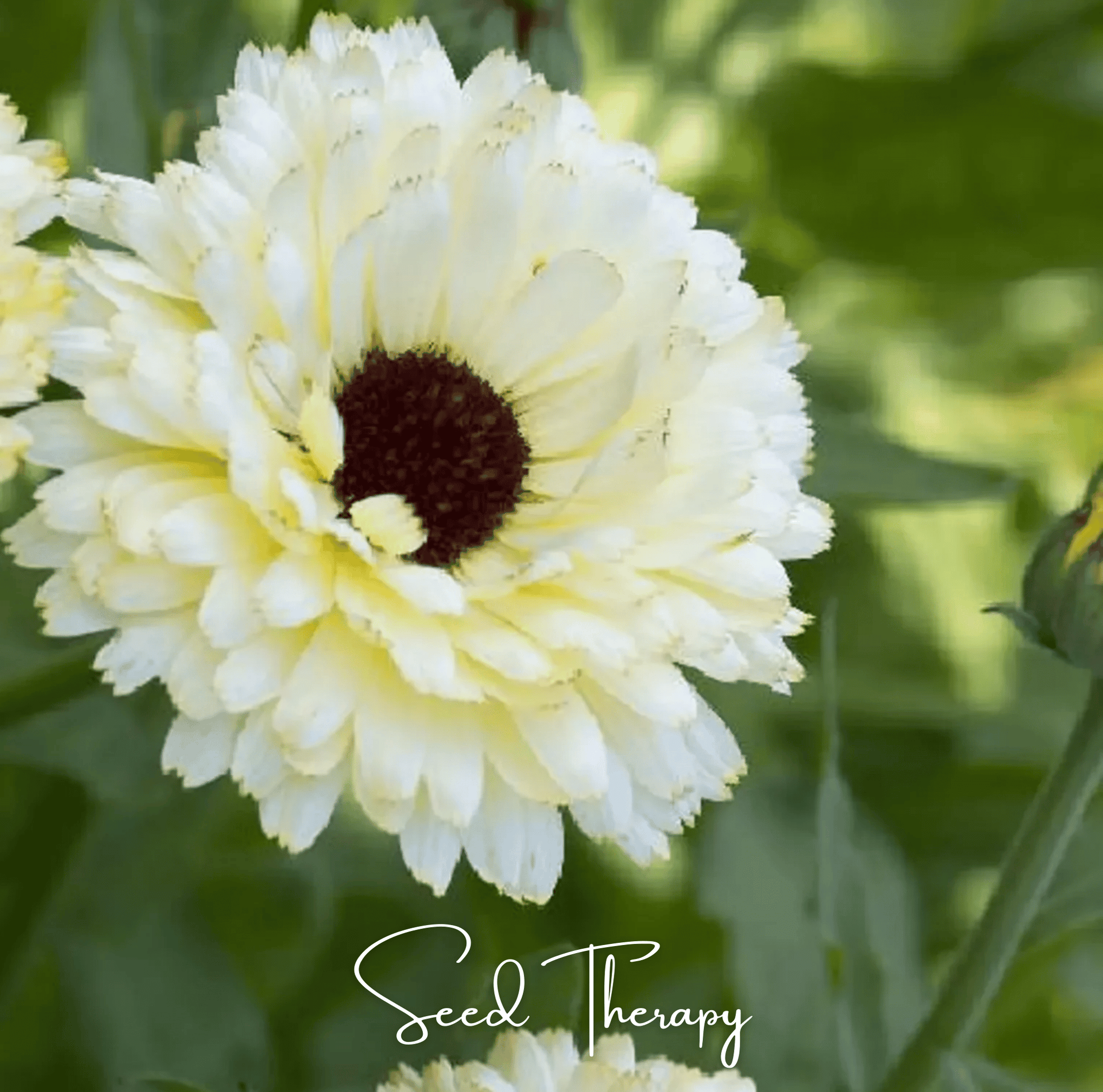 Ivory Princess Calendula – 50 Seeds