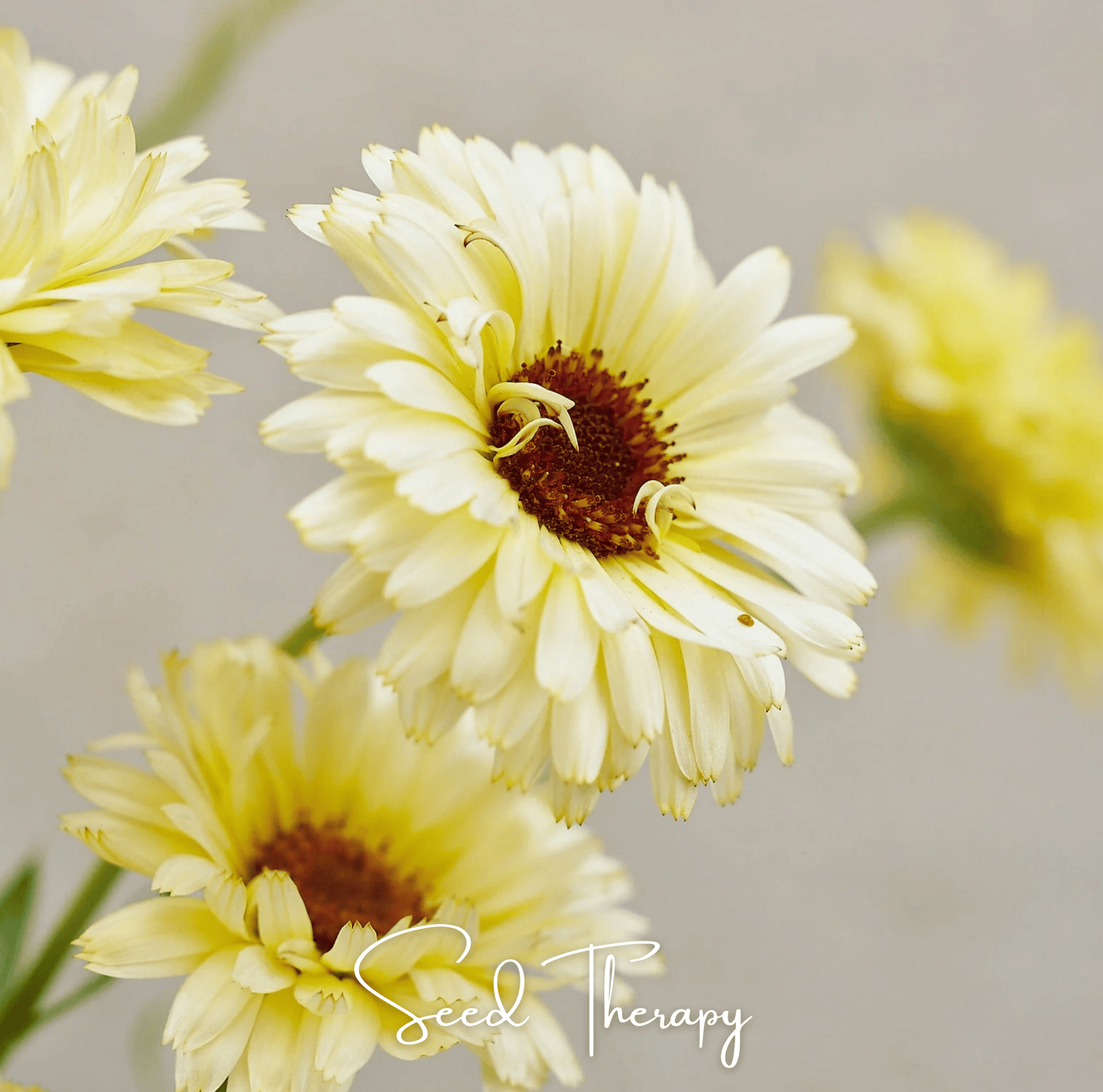 Ivory Princess Calendula – 50 Seeds
