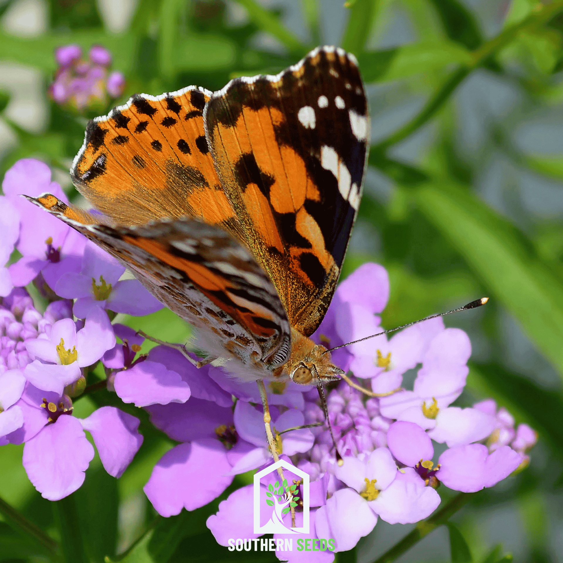 Candytuft Mix – 100 Seeds