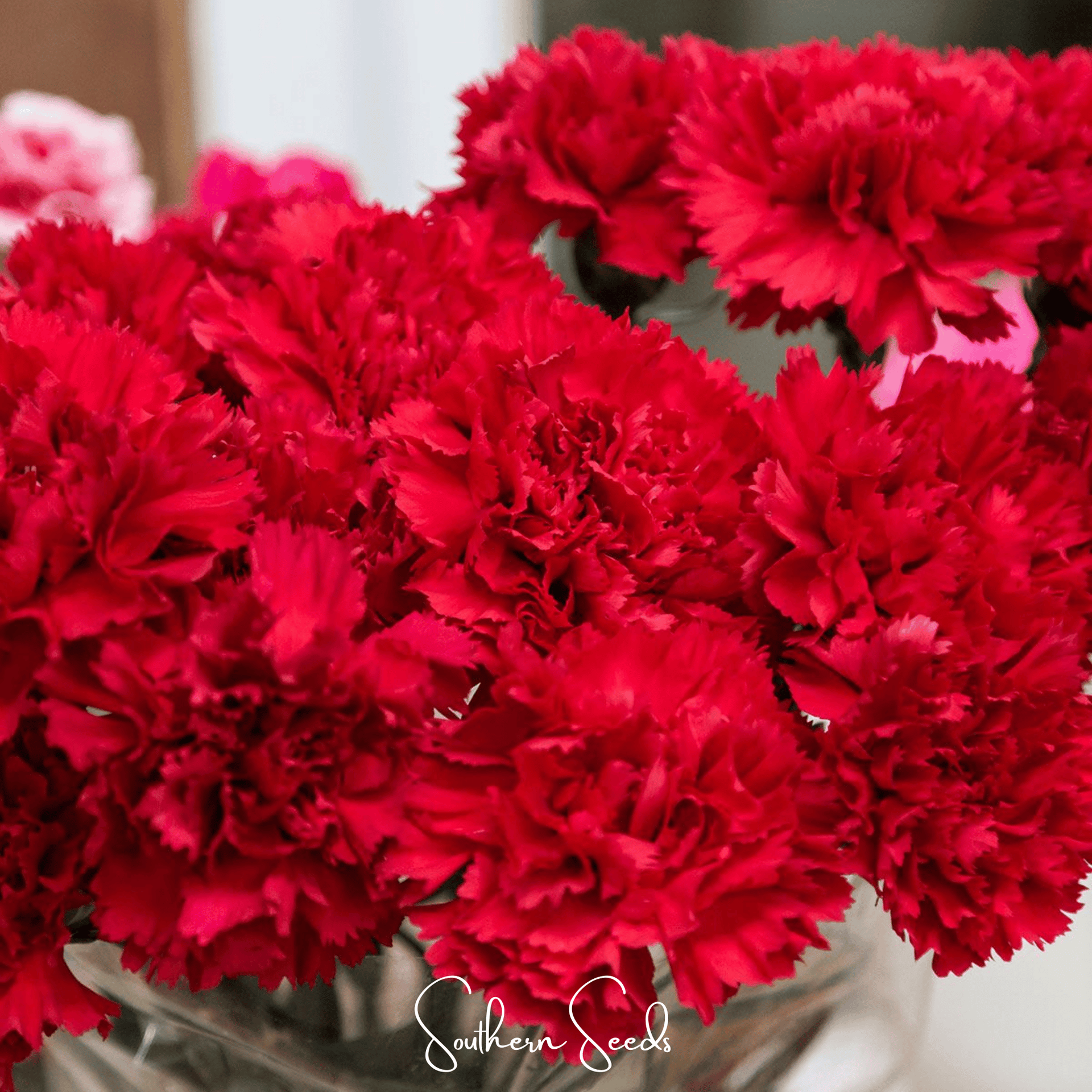 Etincellant Carnation – 25 Seeds