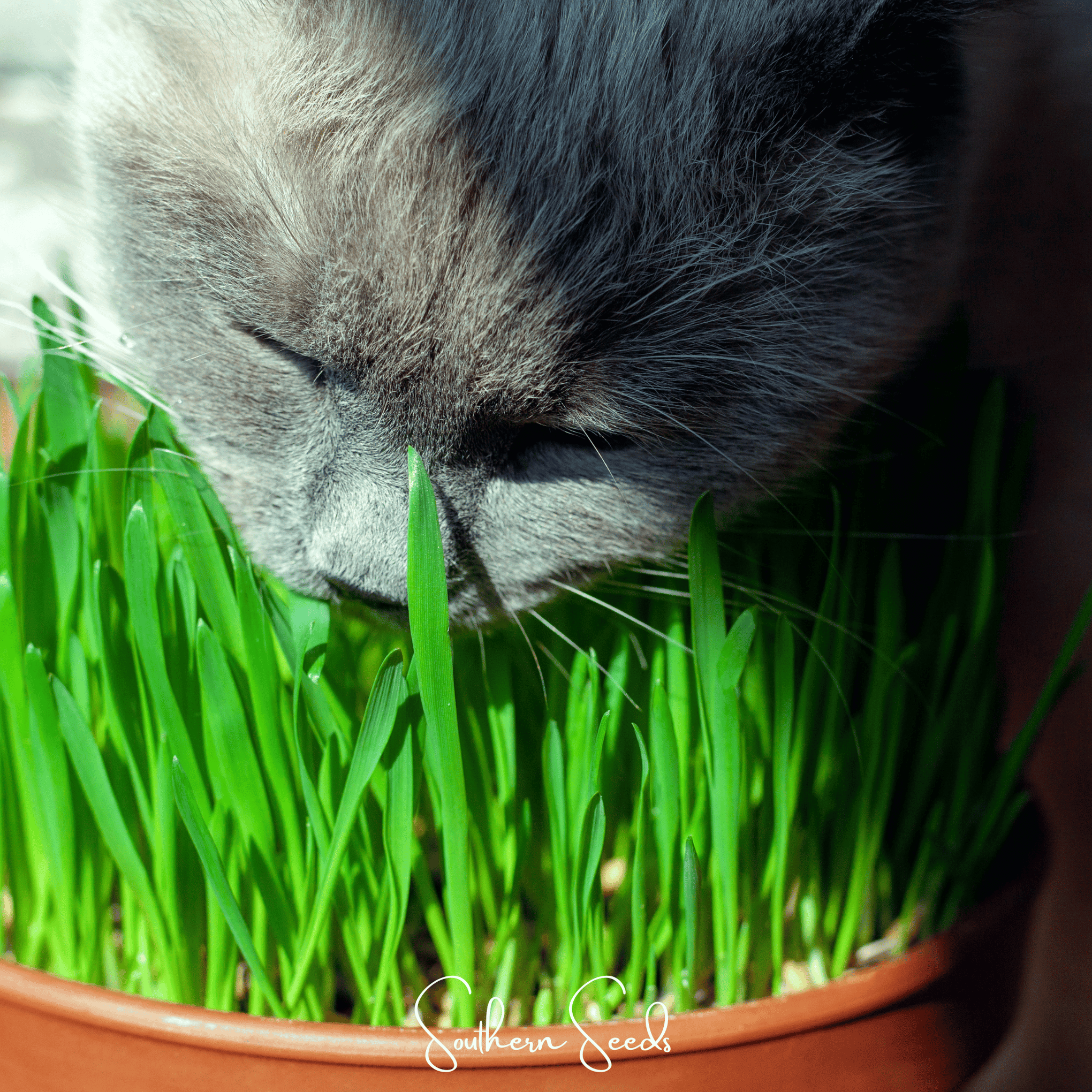 Cat Grass – 50 Seeds
