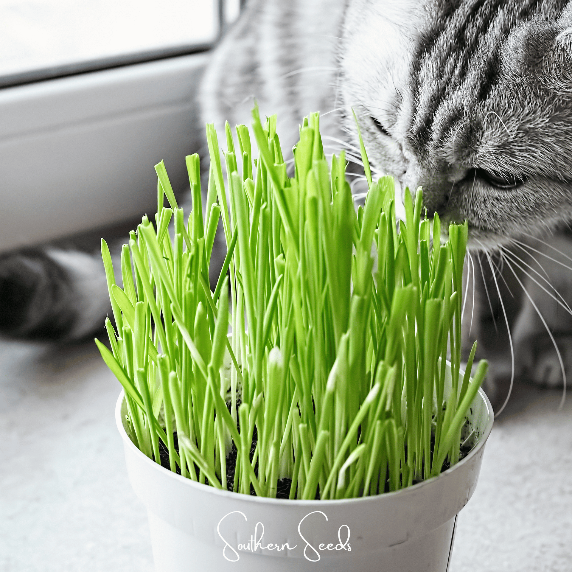 Cat Grass – 50 Seeds