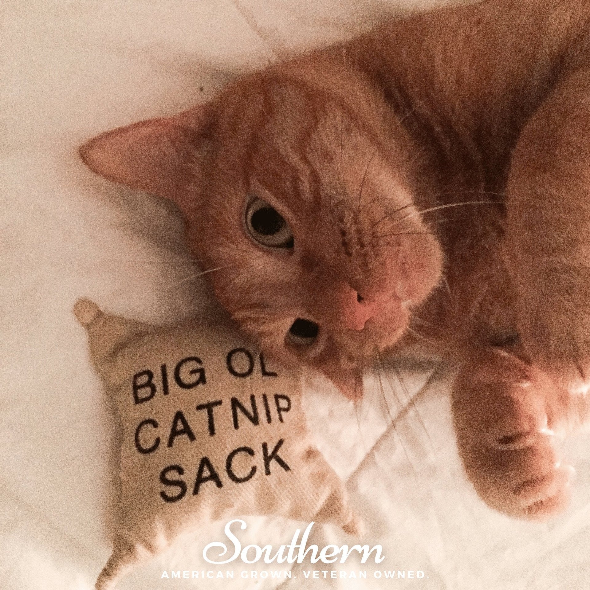 Lemon Catnip – 250 Seeds