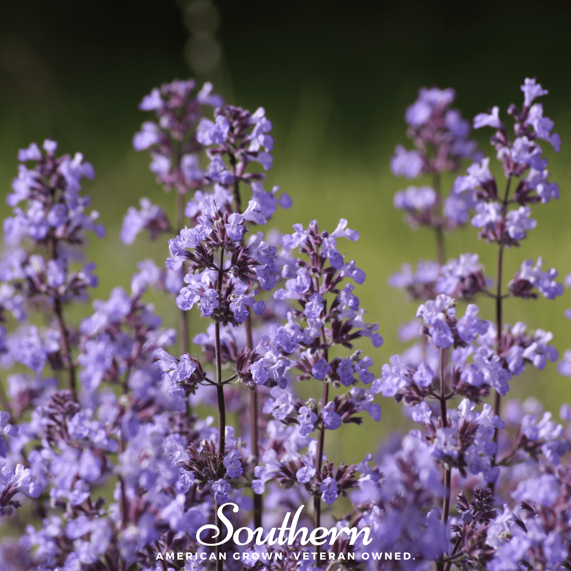 Lemon Catnip – 250 Seeds