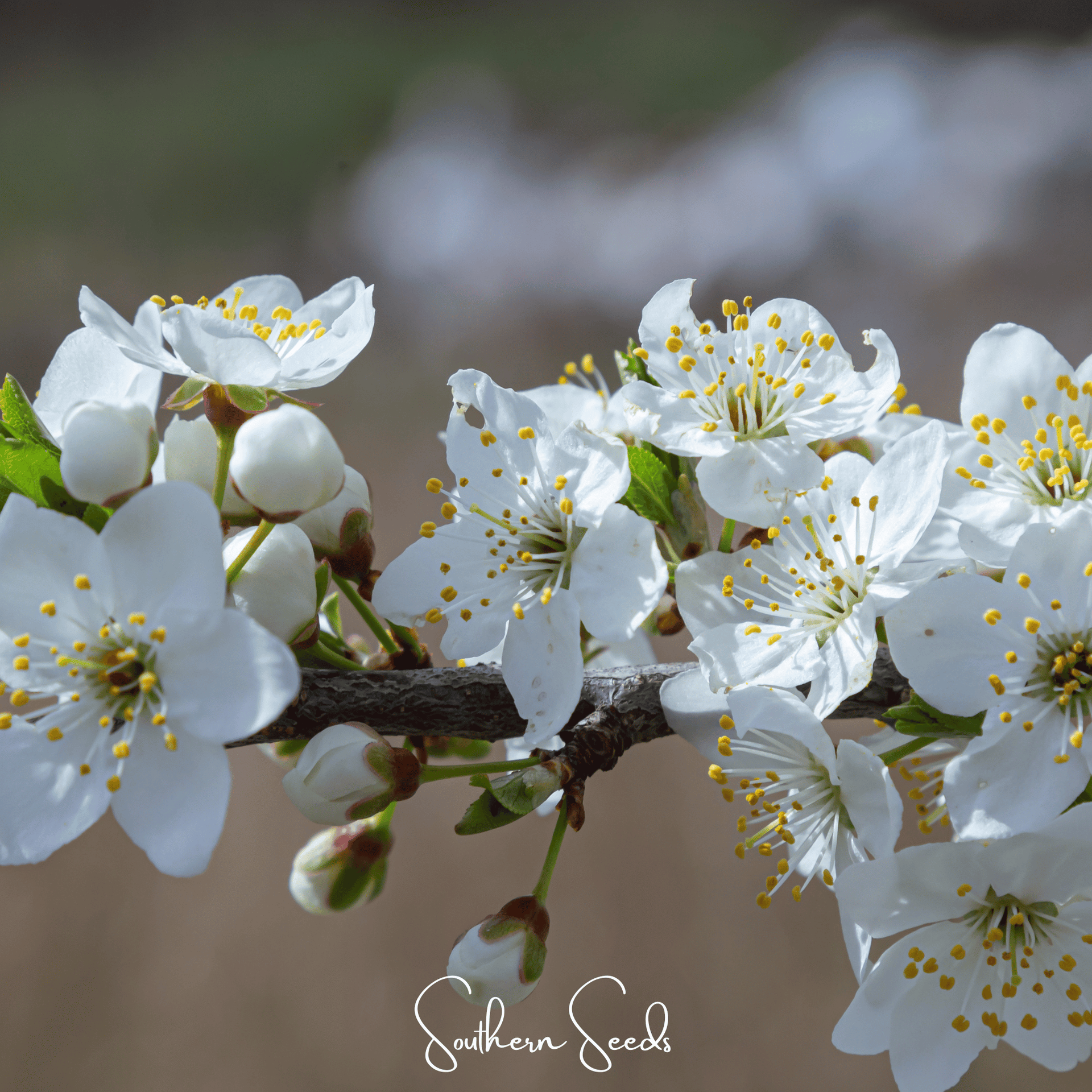 Cherry Plum – 5 Seeds