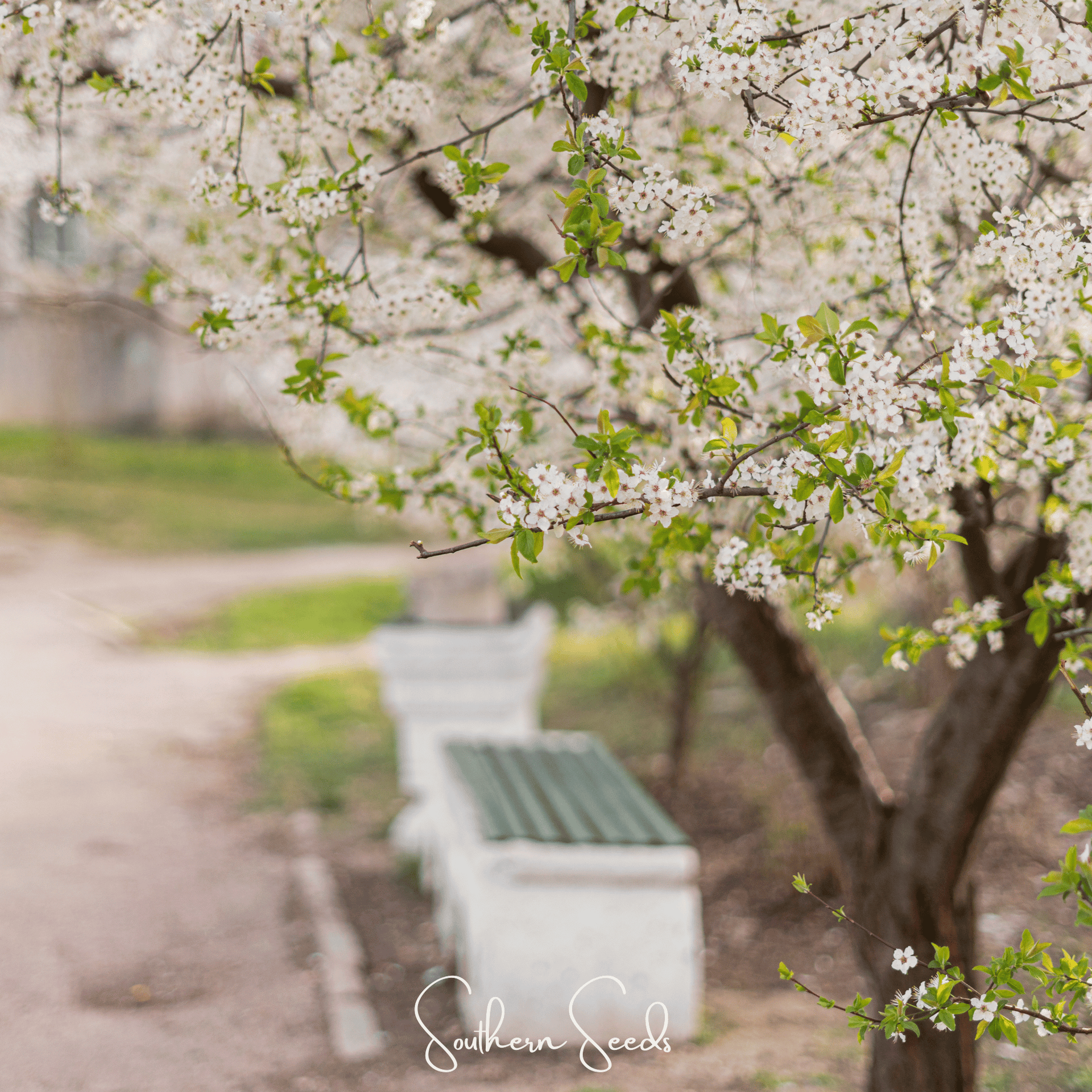 Cherry Plum – 5 Seeds