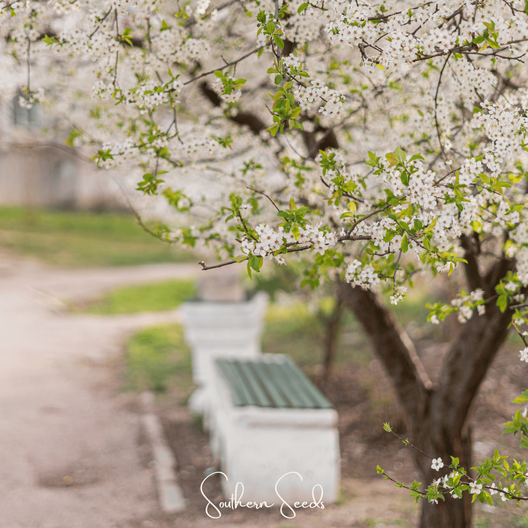 Cherry Plum – 5 Seeds