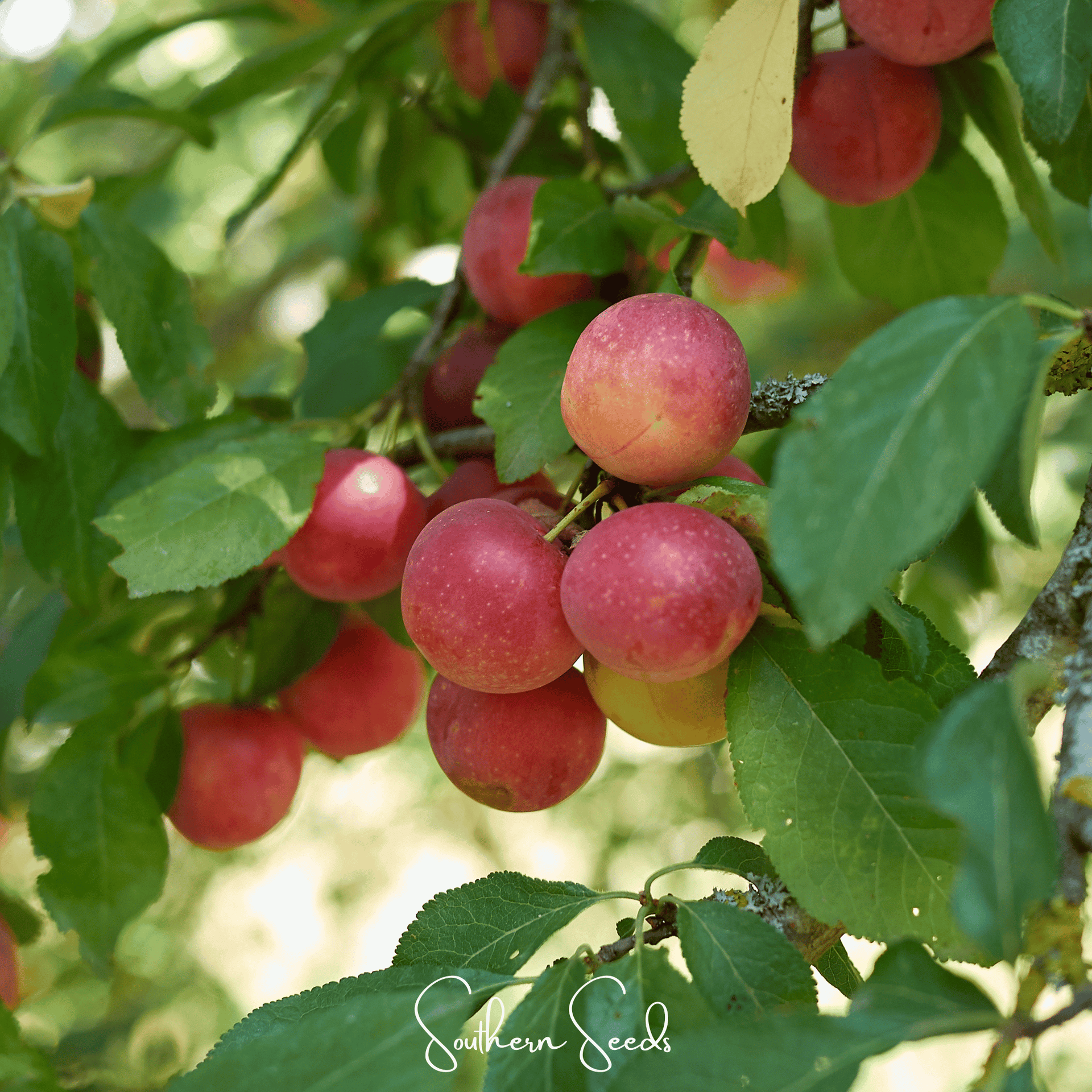 Cherry Plum – 5 Seeds