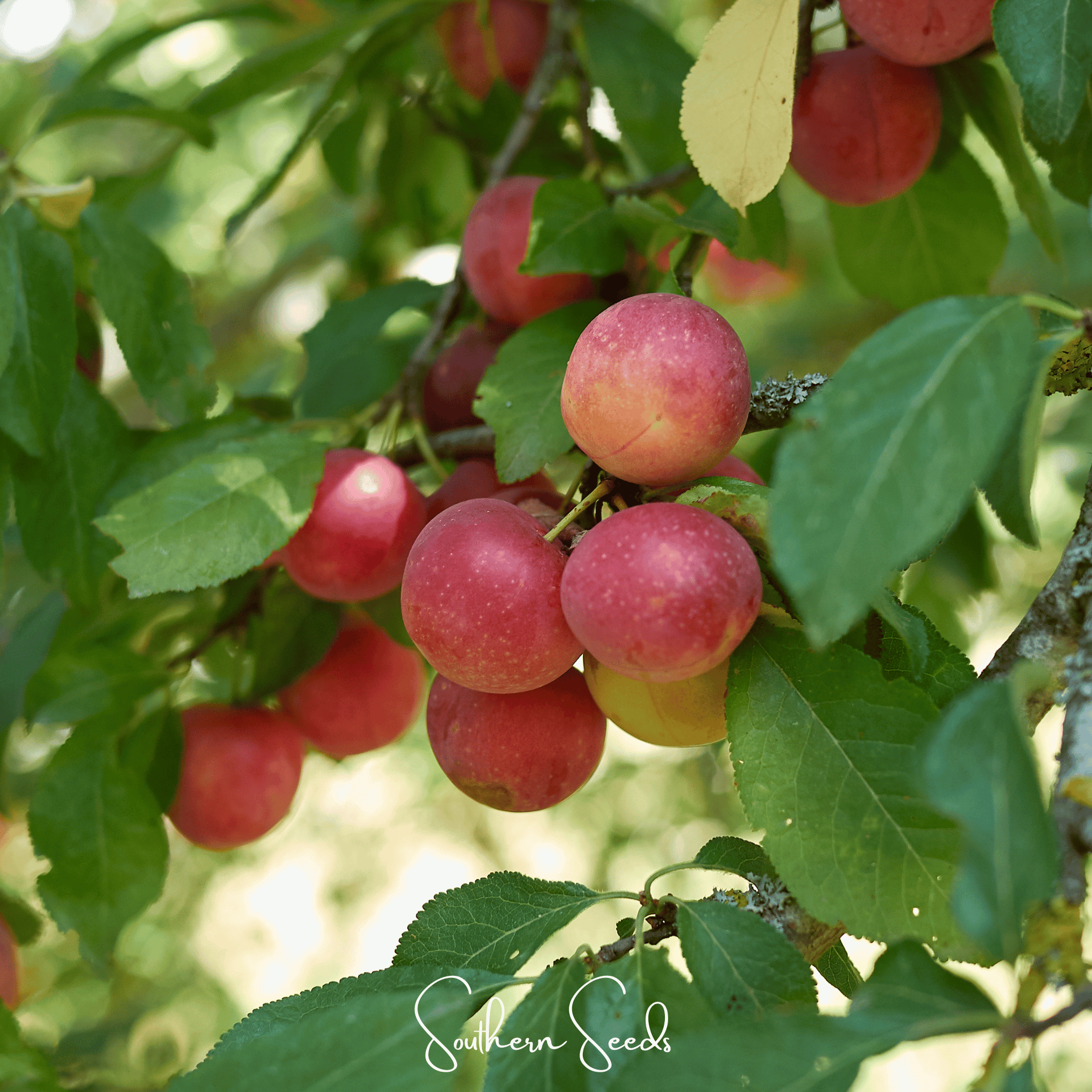 Cherry Plum – 5 Seeds