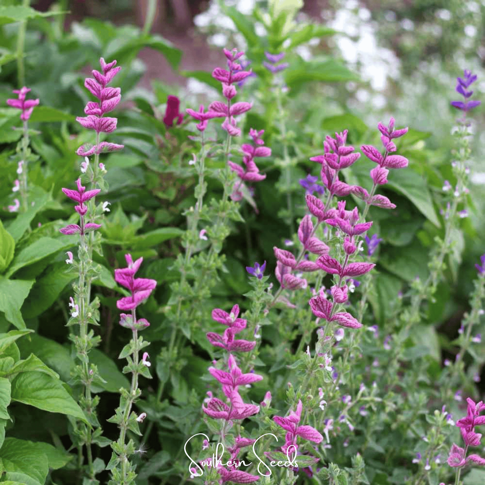 Pink Sundae Clary Sage – 50 Seeds