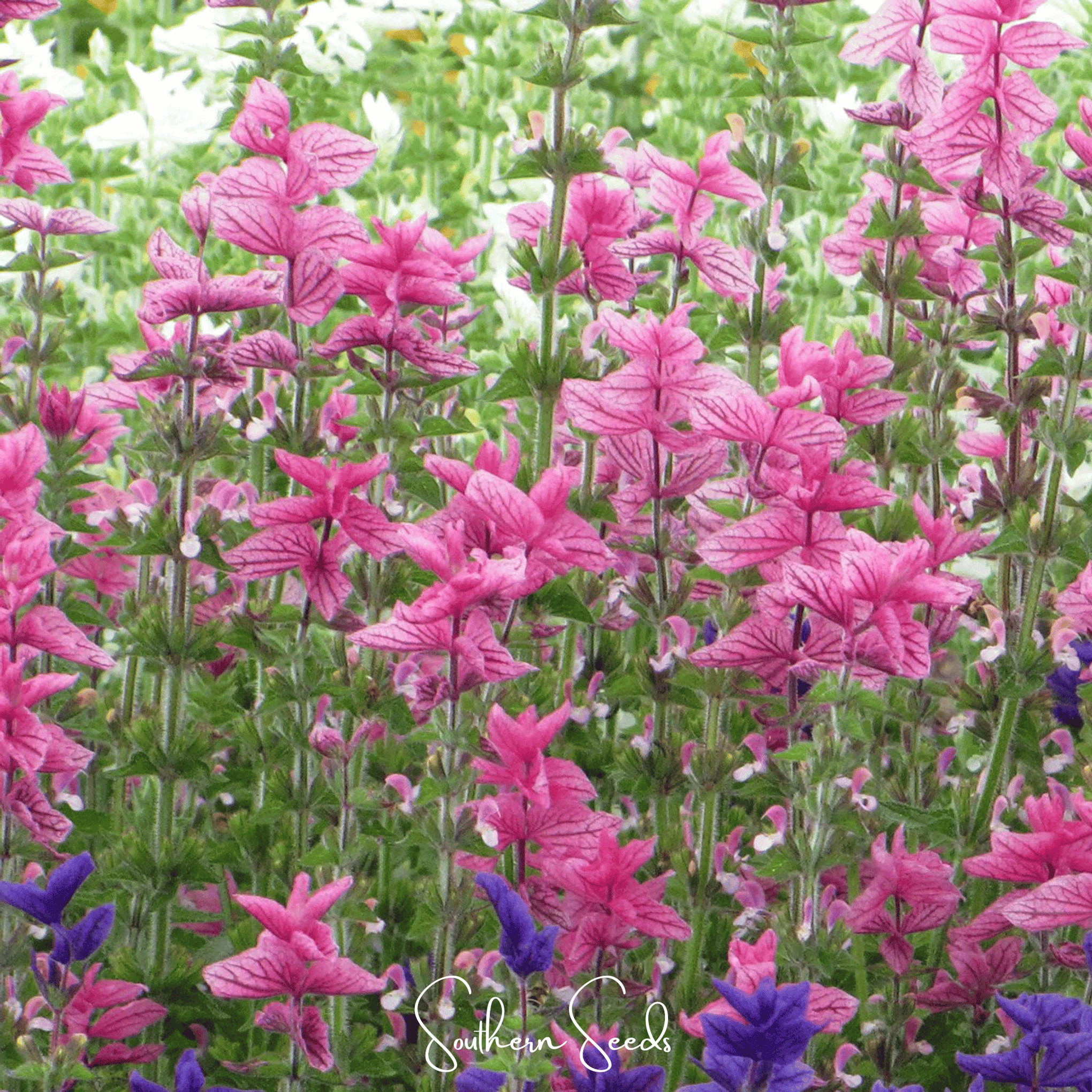 Pink Sundae Clary Sage – 50 Seeds