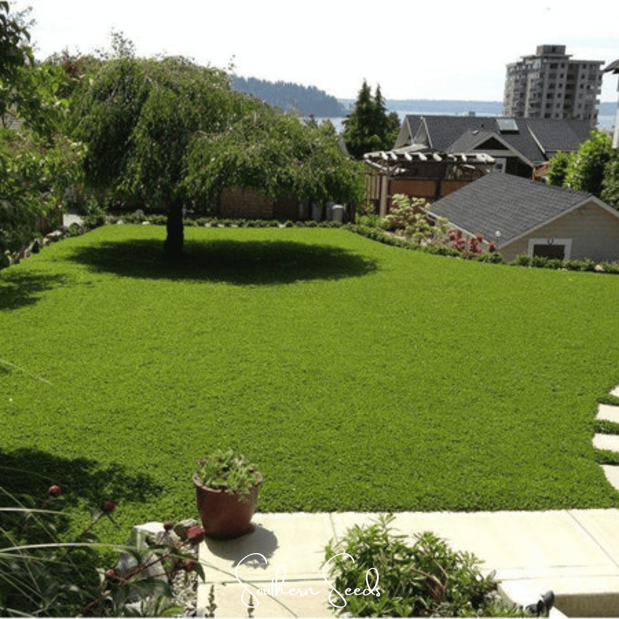 Micro Clover (Mini) – 10,000 Seeds