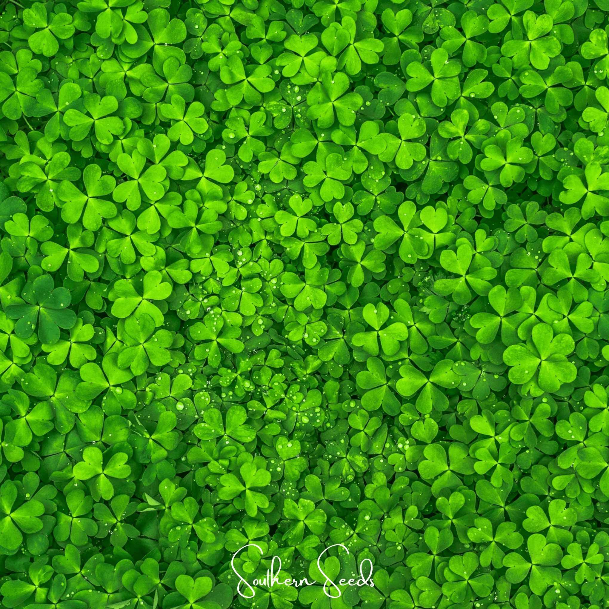 Micro Clover (Mini) – 10,000 Seeds