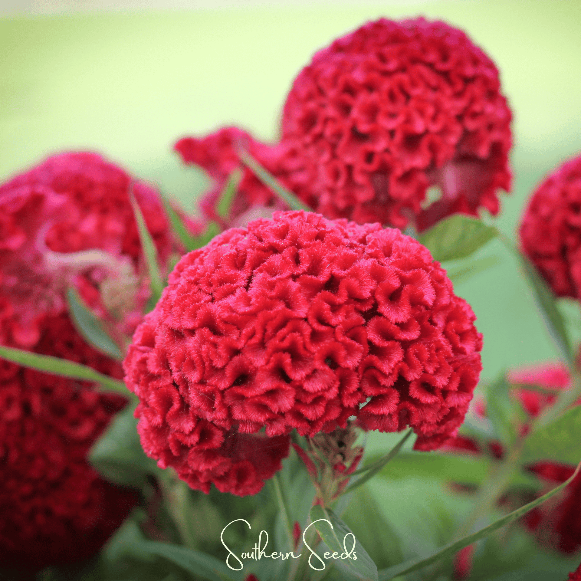 Carmine Cockscomb – 25 Seeds