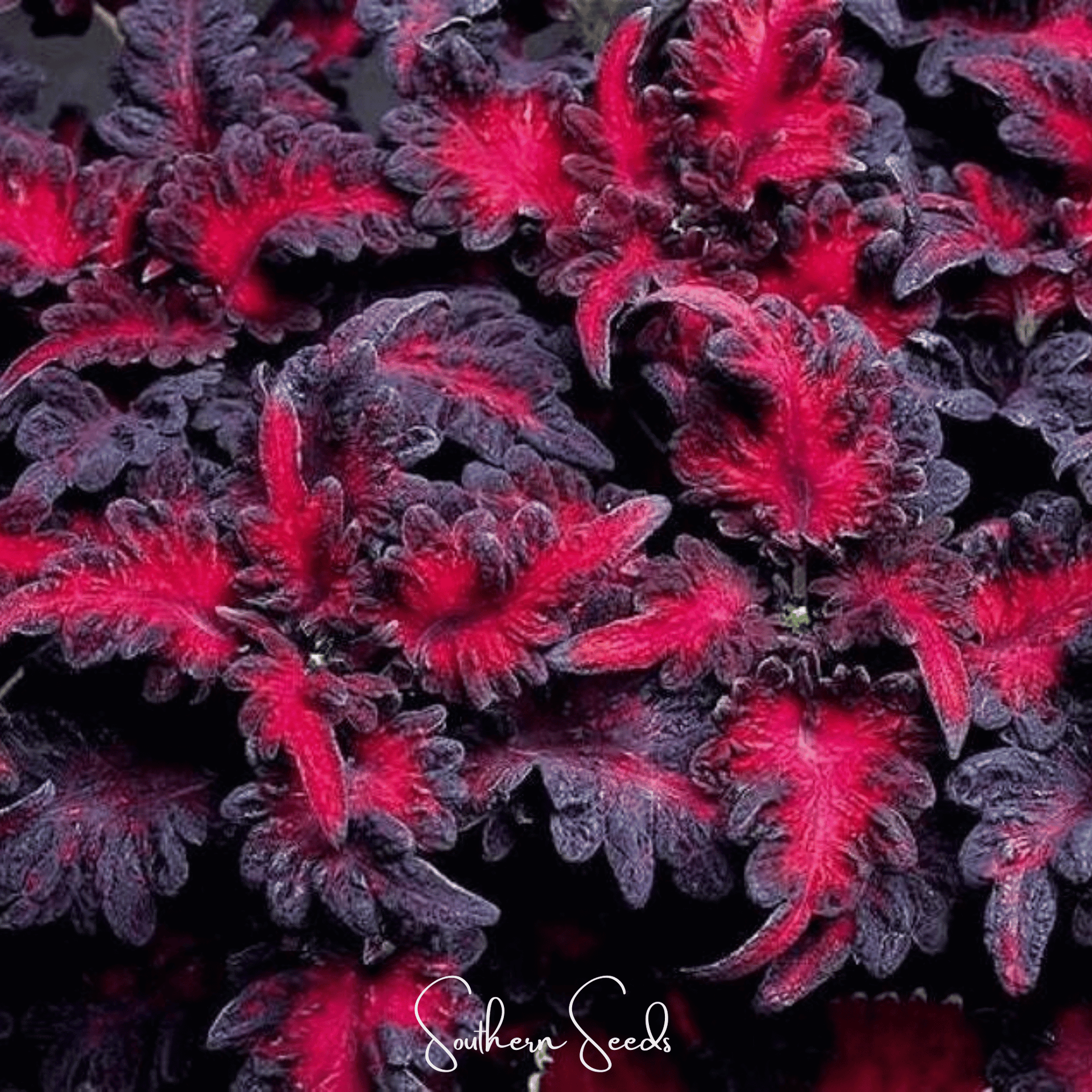Black Dragon Coleus – 20 Seeds