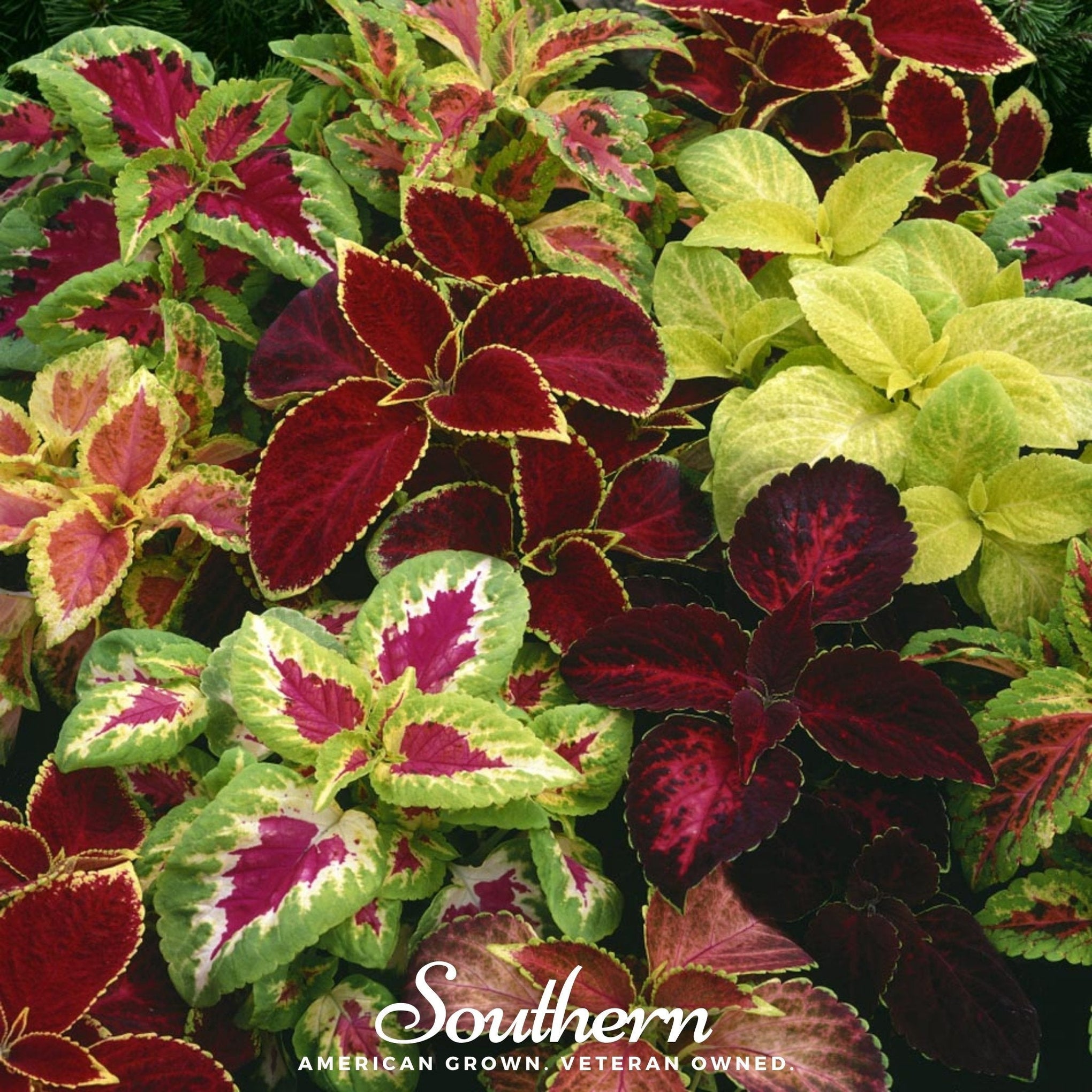 Rainbow Mix Coleus – 250 Seeds