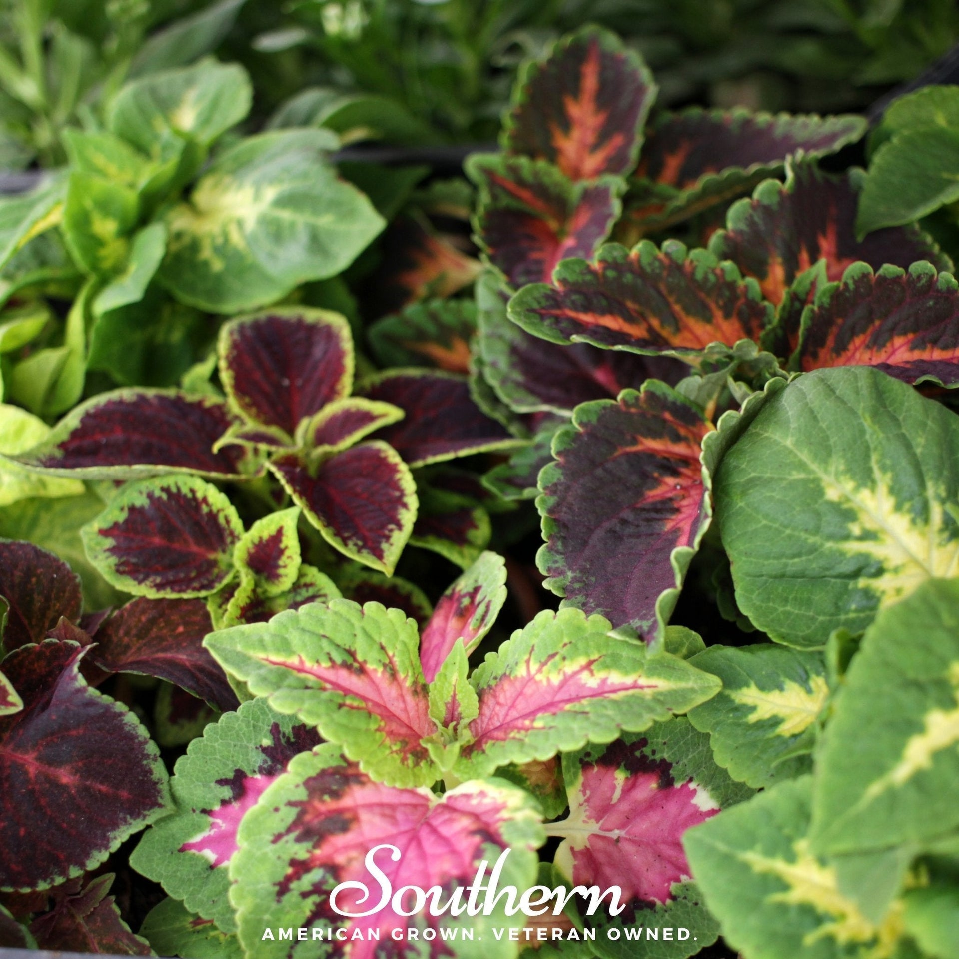 Rainbow Mix Coleus – 250 Seeds