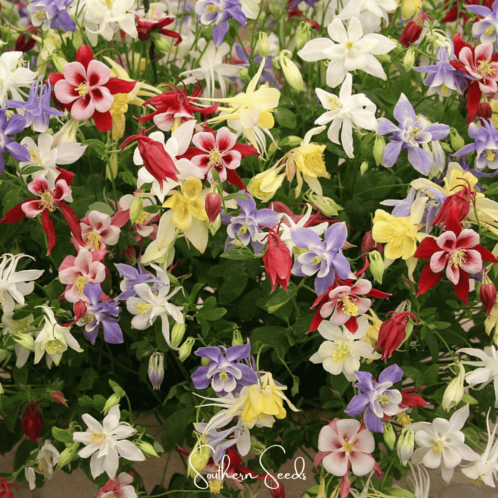McKana Giant Columbine – 100 Seeds