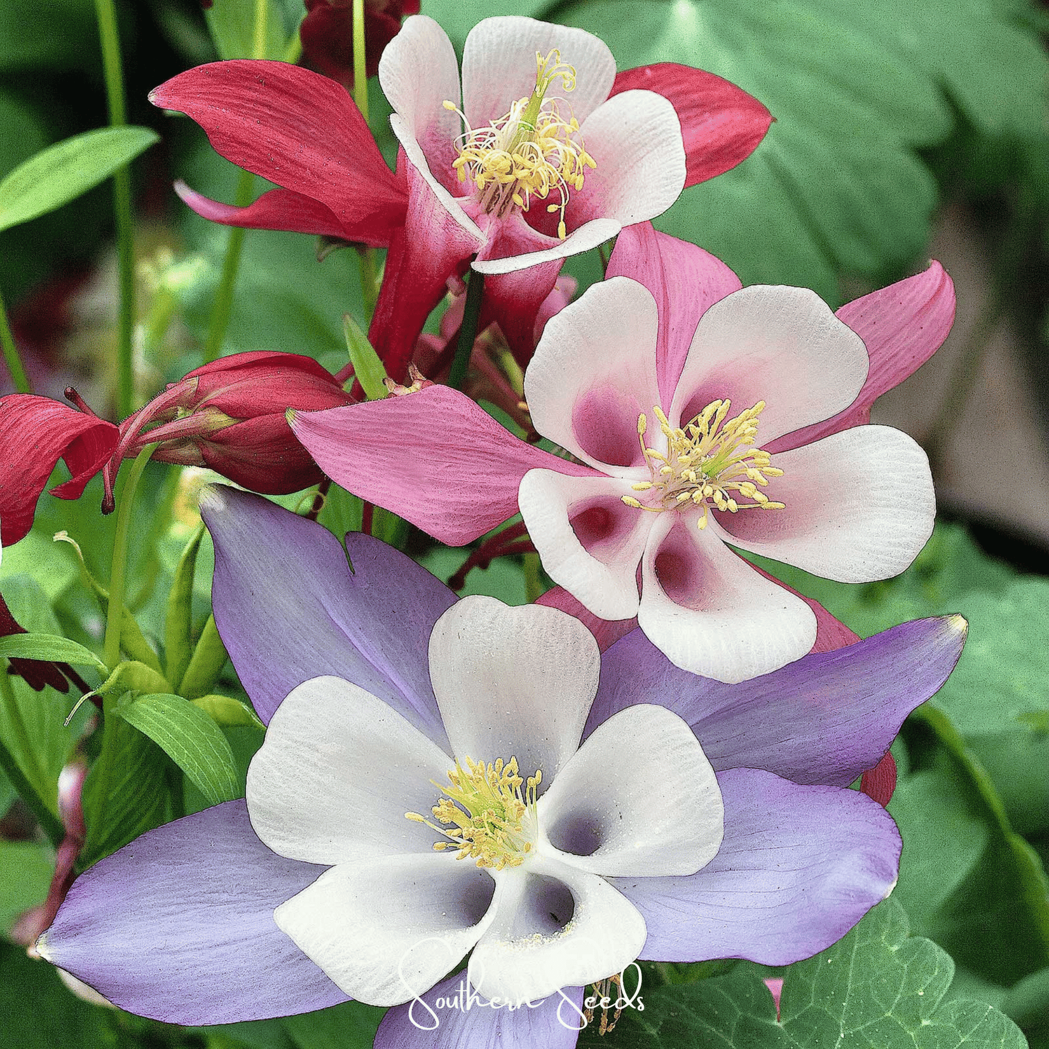 McKana Giant Columbine – 100 Seeds