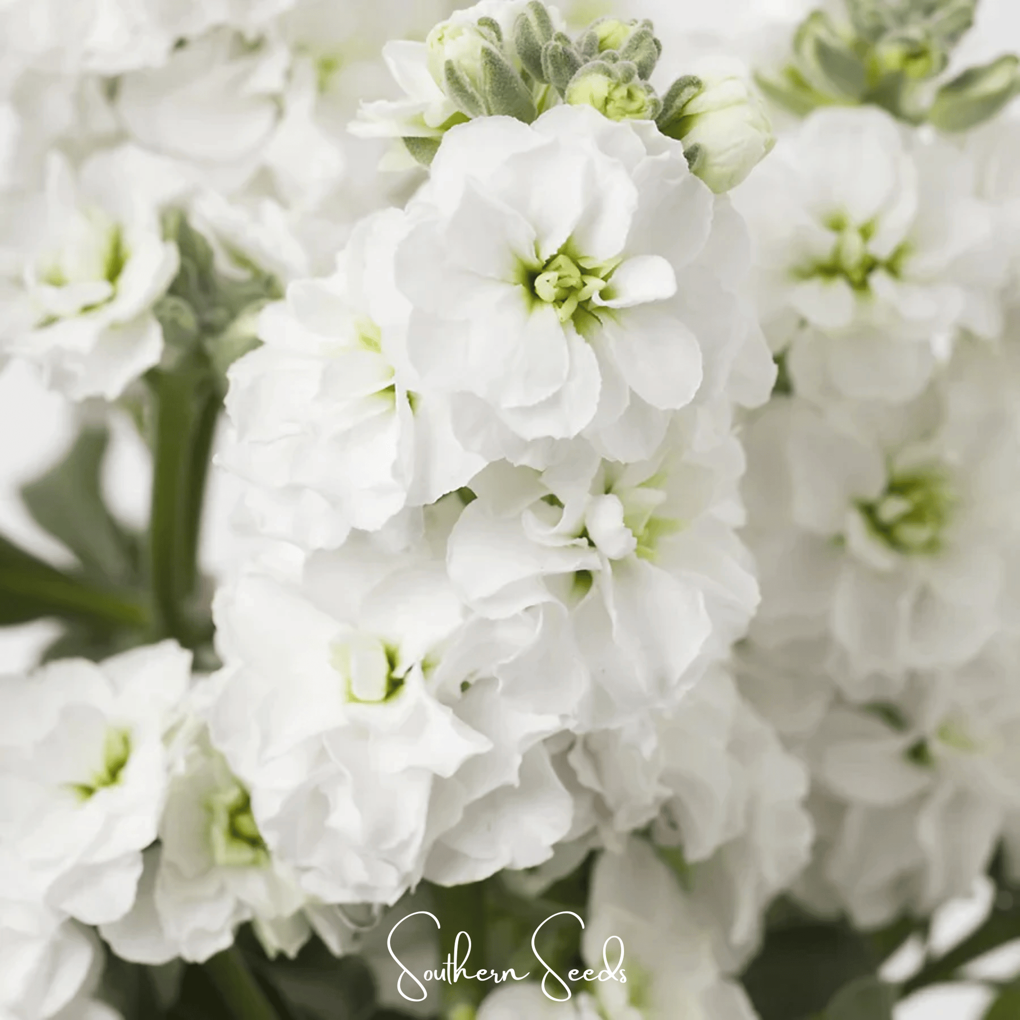 White Goddess Column Stock – 50 Seeds