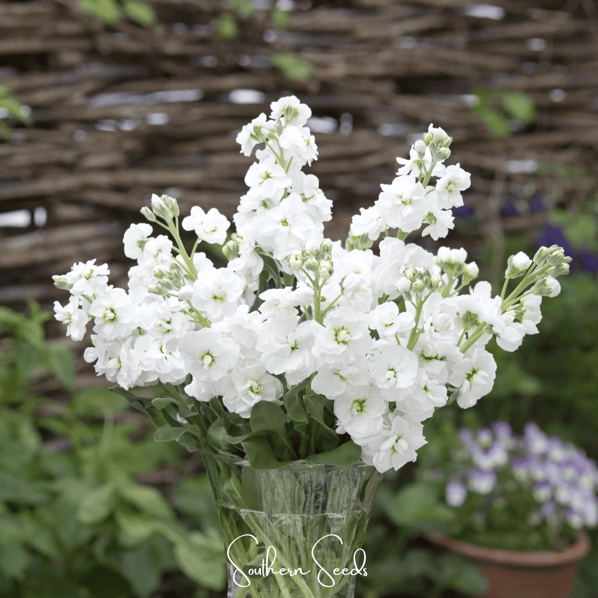 White Goddess Column Stock – 50 Seeds