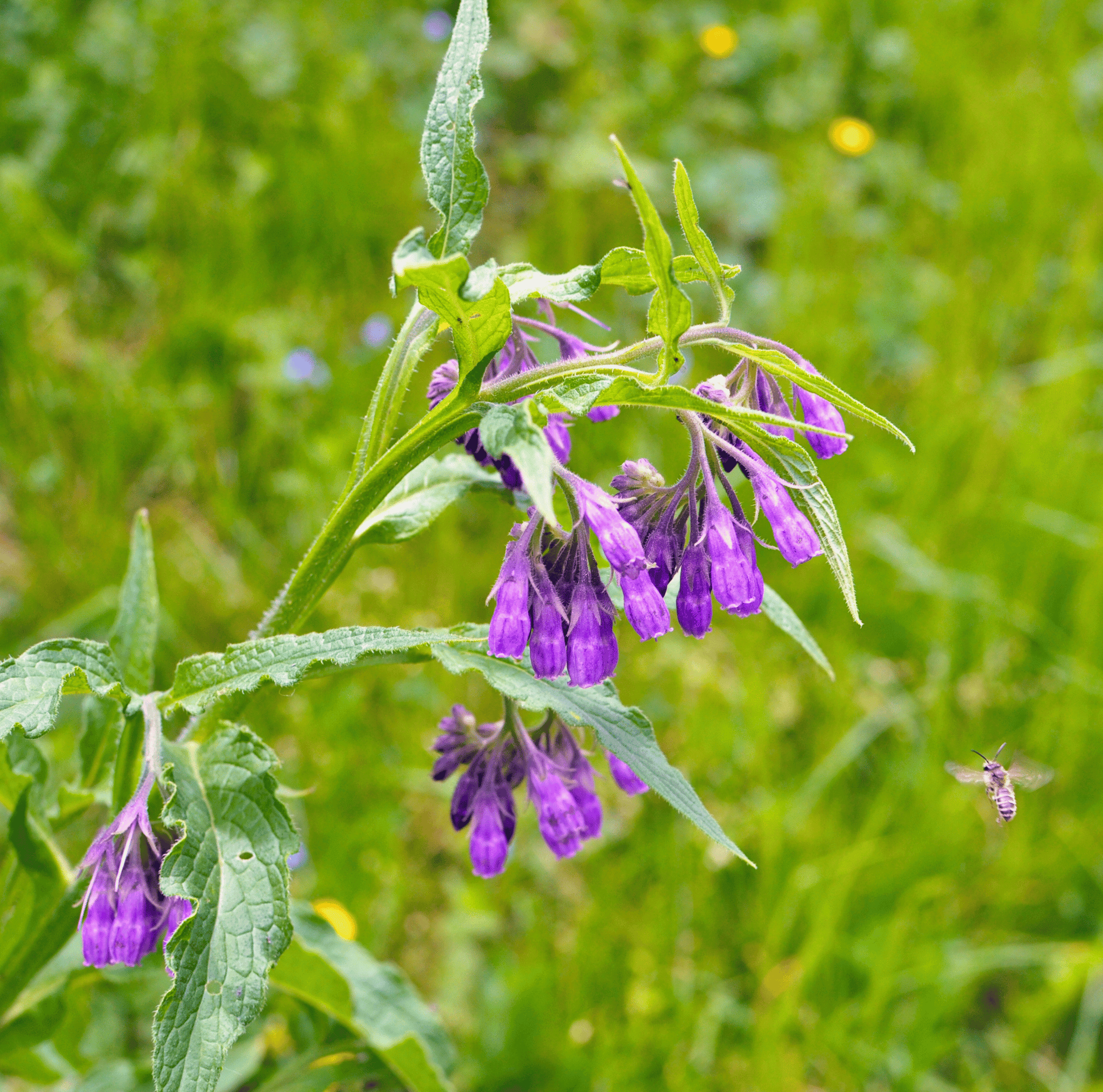 True Comfrey – 20 Seeds