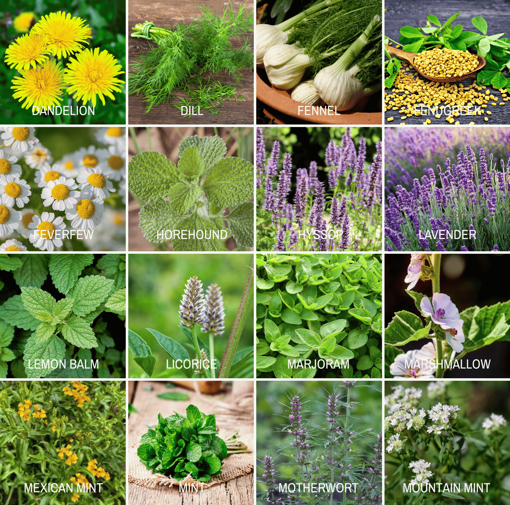 Community Garden Survival Seed Vault – 120 Seed Varieties