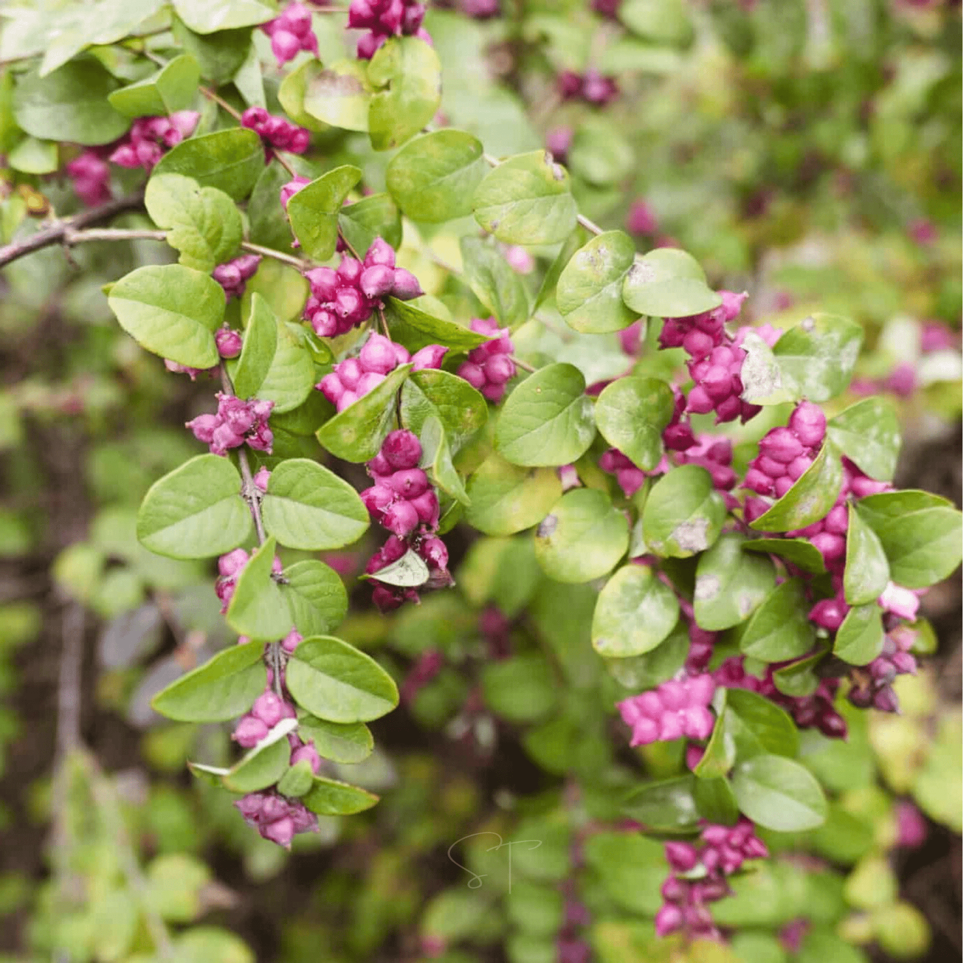 Coralberry – 30 Seeds