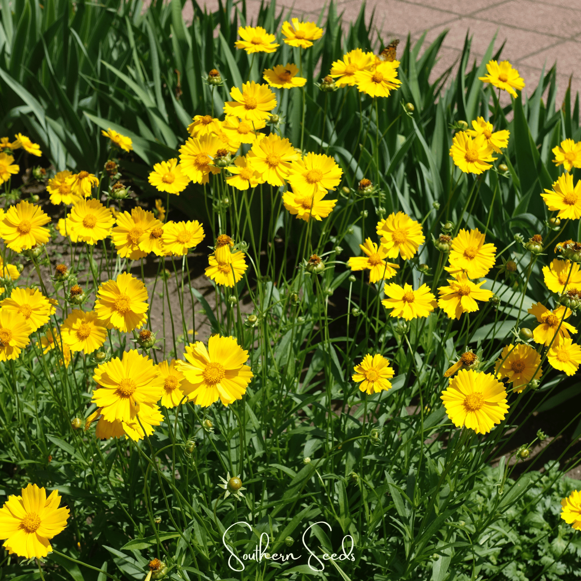 Lance Leaf Coreopsis – 100 Seeds