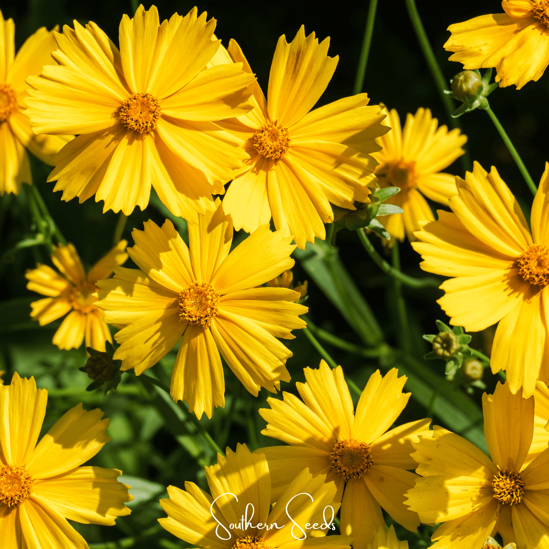 Lance Leaf Coreopsis – 100 Seeds