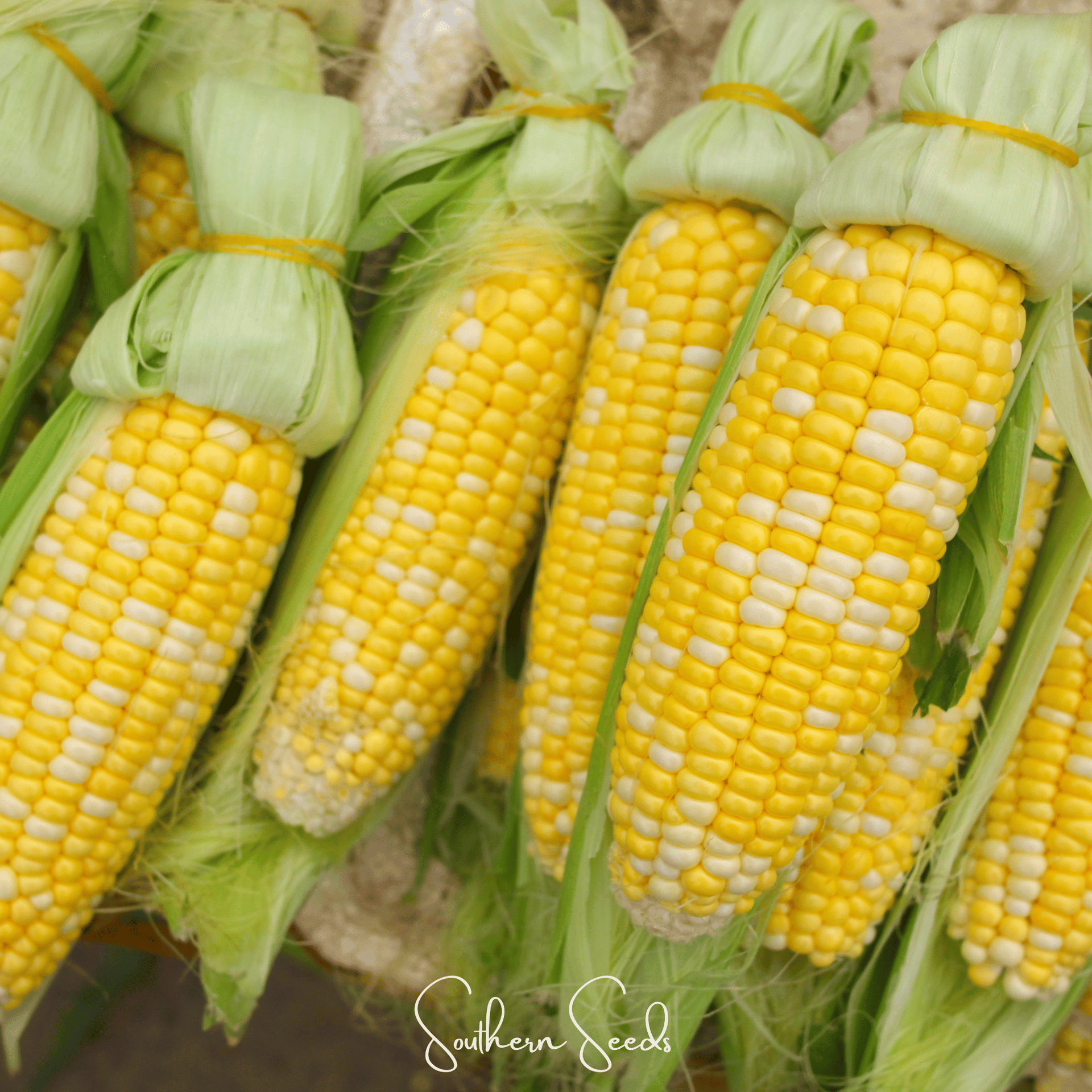 Ambrosia Corn – 60 Seeds