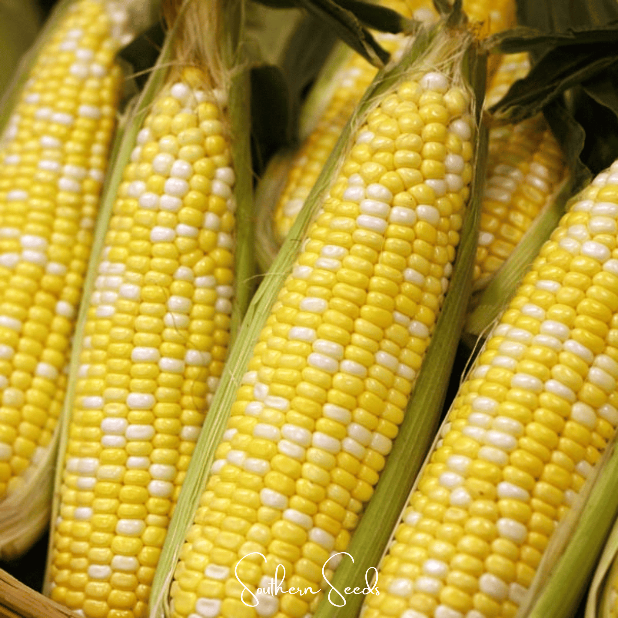 Ambrosia Corn – 60 Seeds