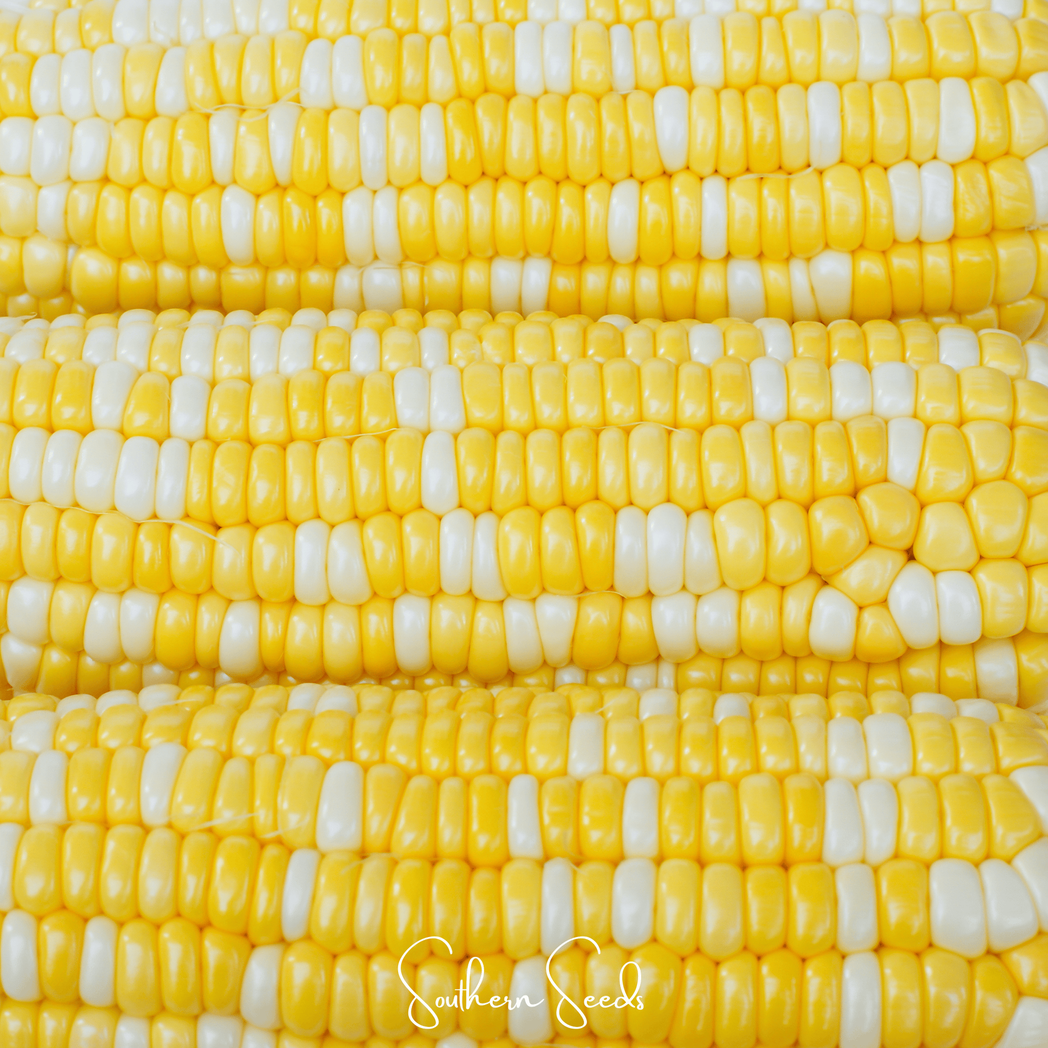 Ambrosia Corn – 60 Seeds