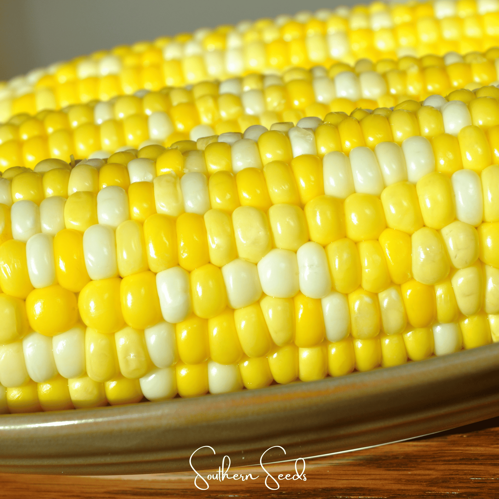 Ambrosia Corn – 60 Seeds