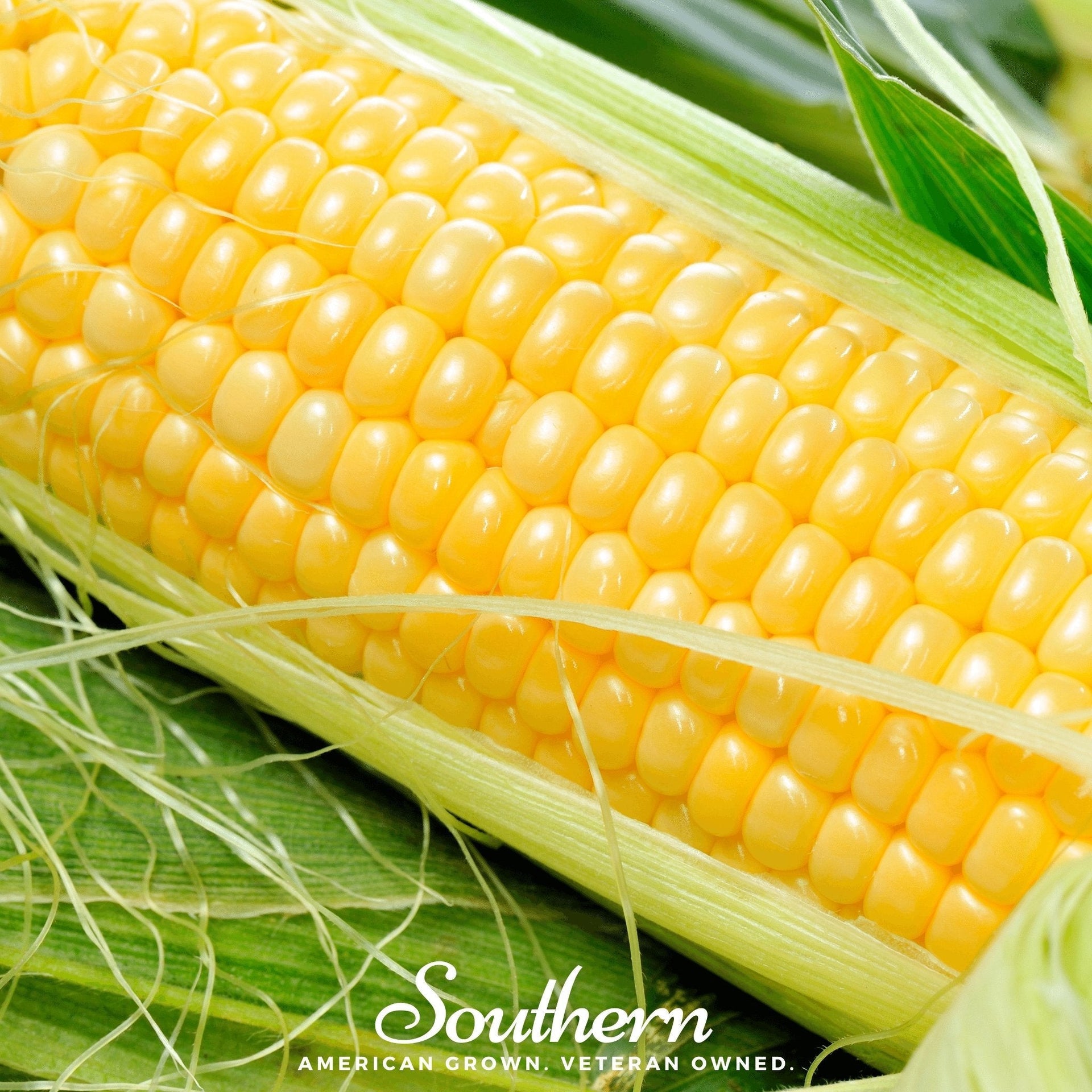 Bodacious Corn – 60 Seeds