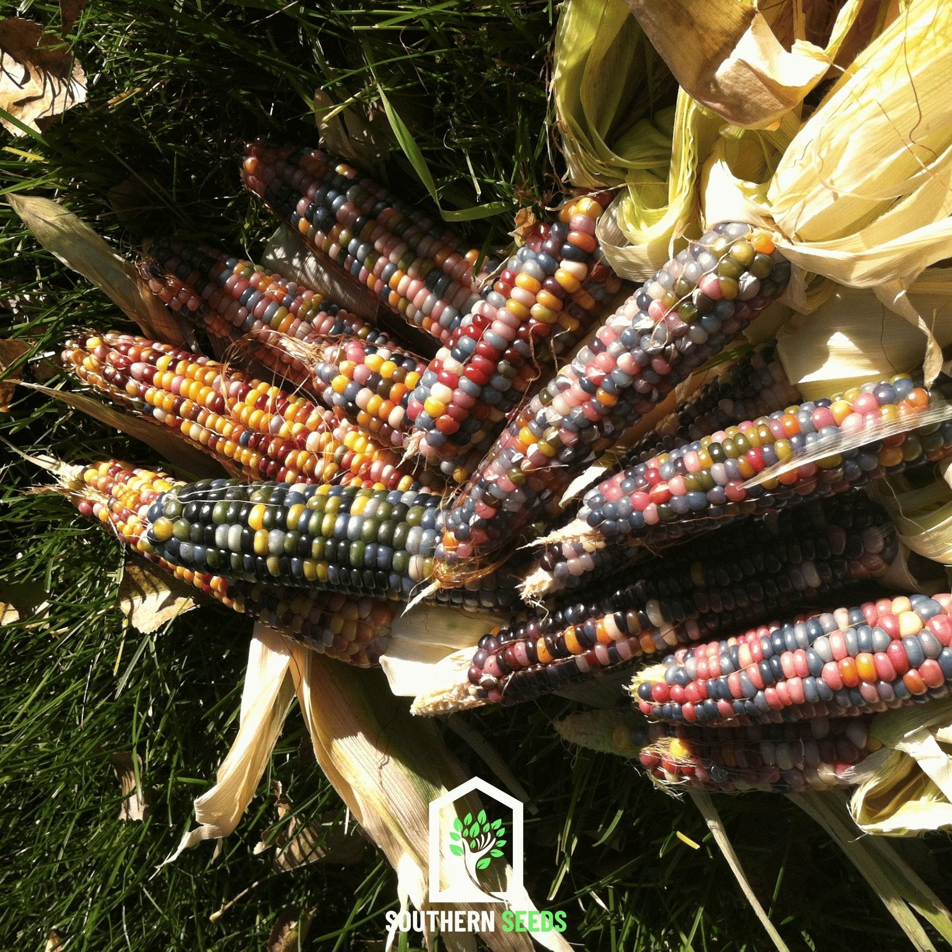 Glass Gems Corn – 30 Seeds