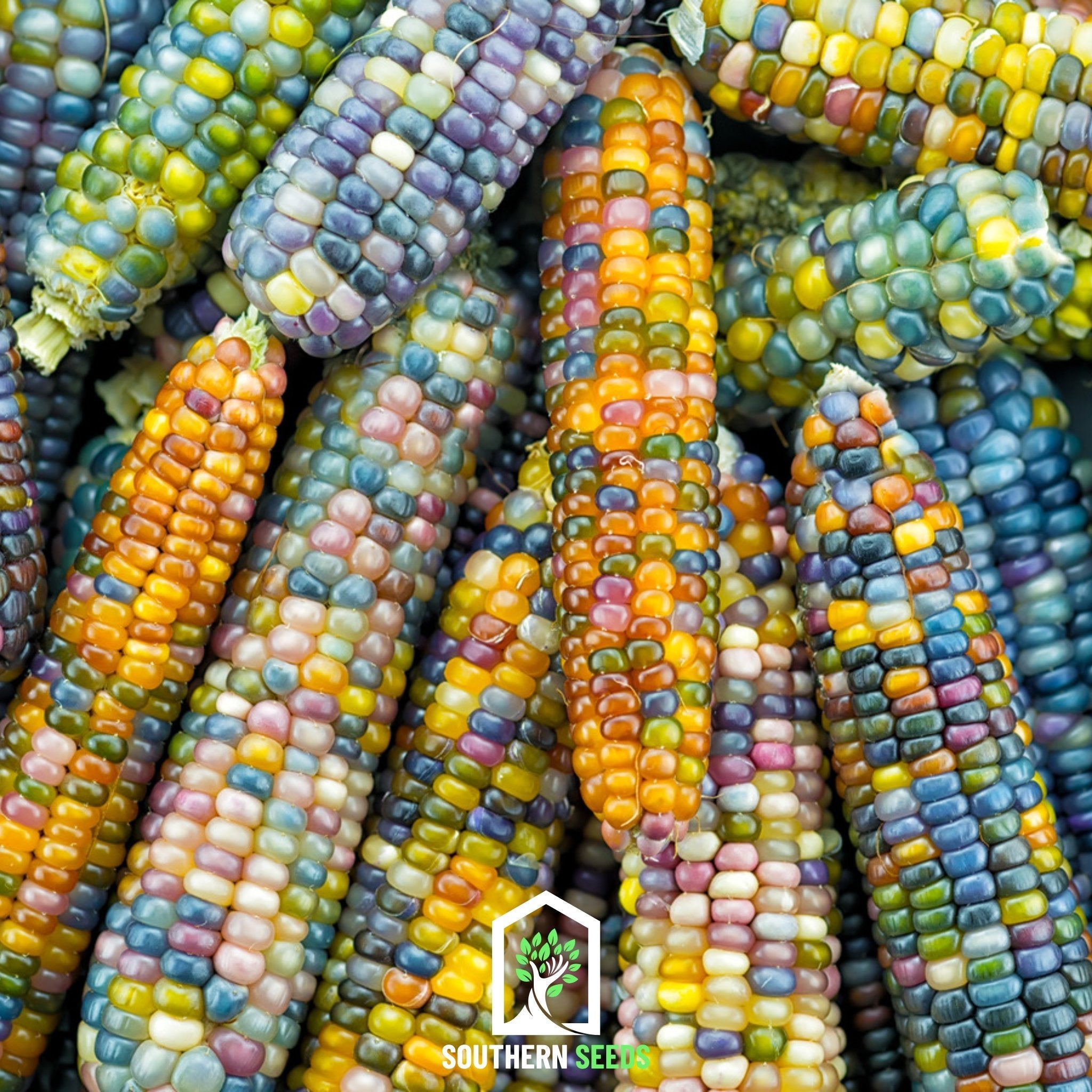Glass Gems Corn – 30 Seeds – lifeintheplantlane