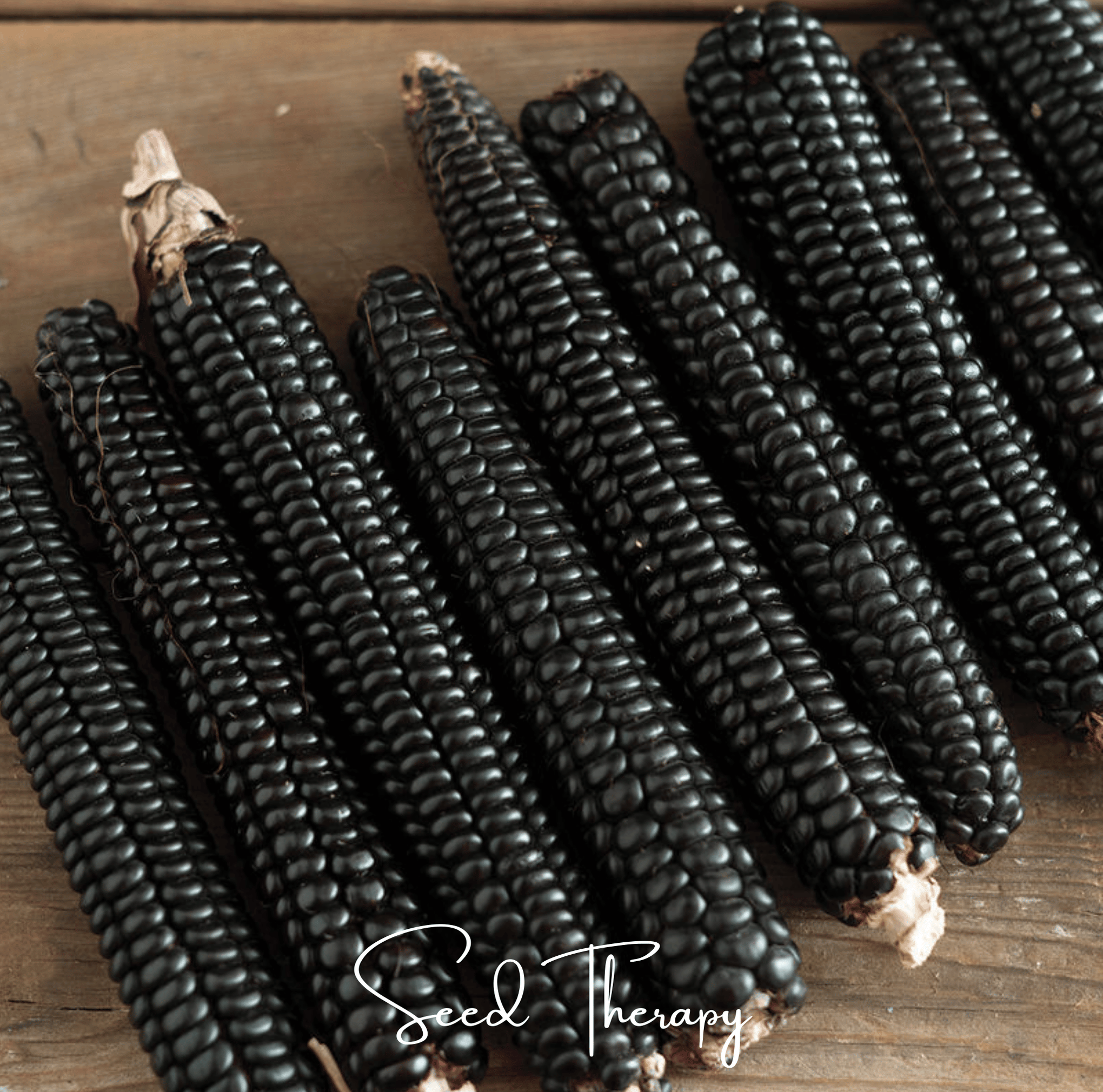Morado Montana Maize Corn – 25 Seeds