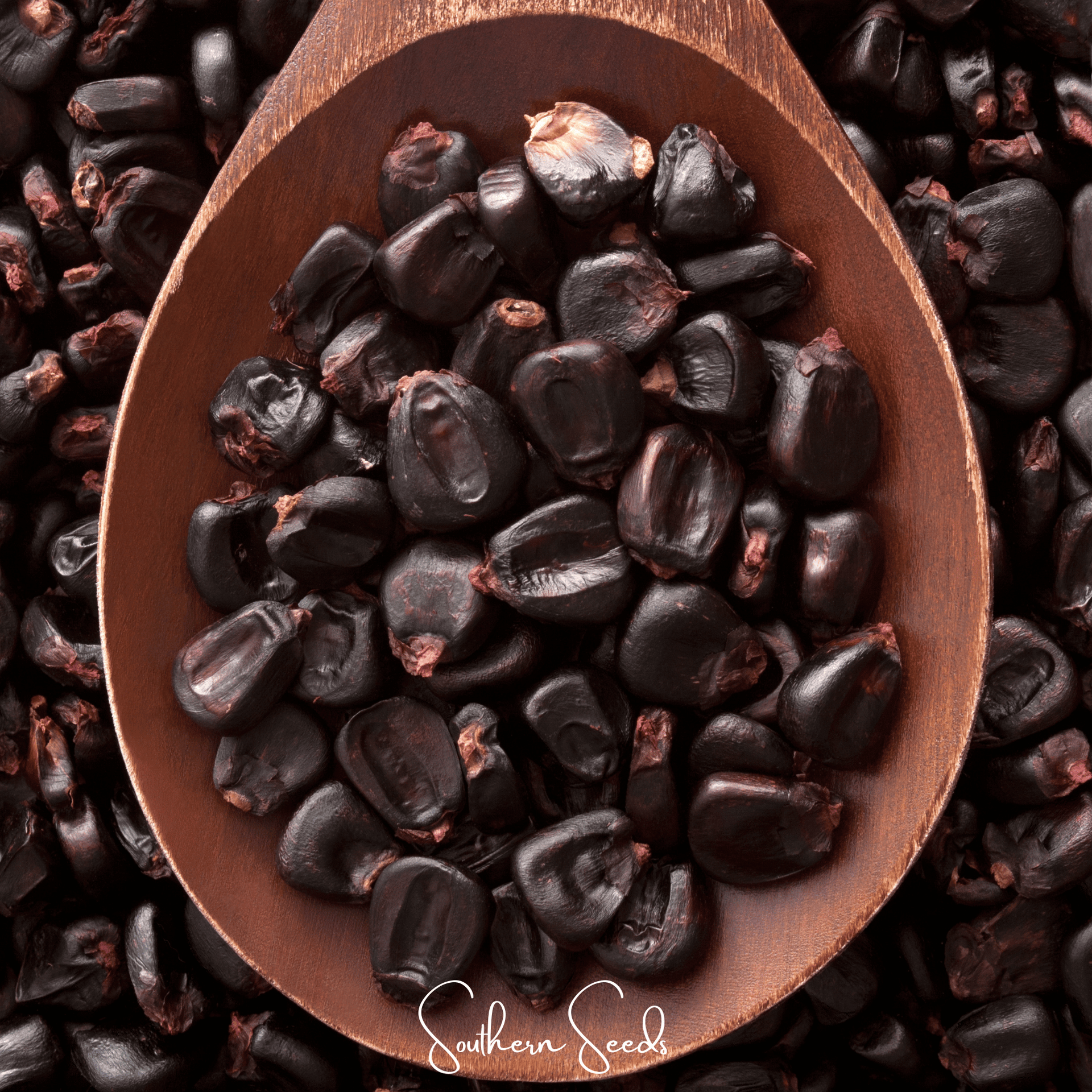 Morado Montana Maize Corn – 25 Seeds