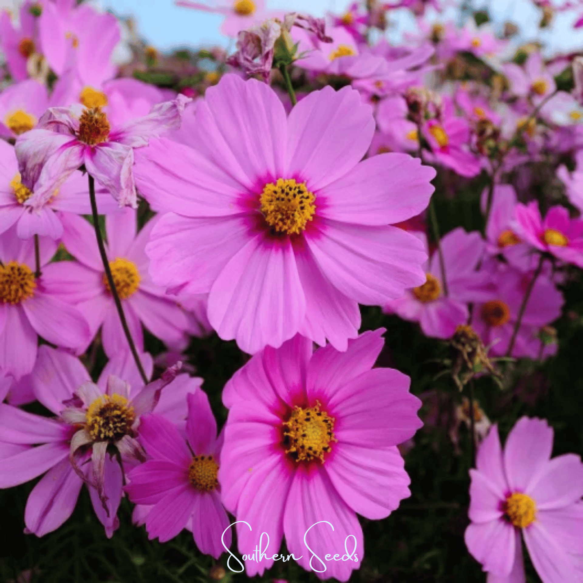 Radiance Cosmos – 100 Seeds