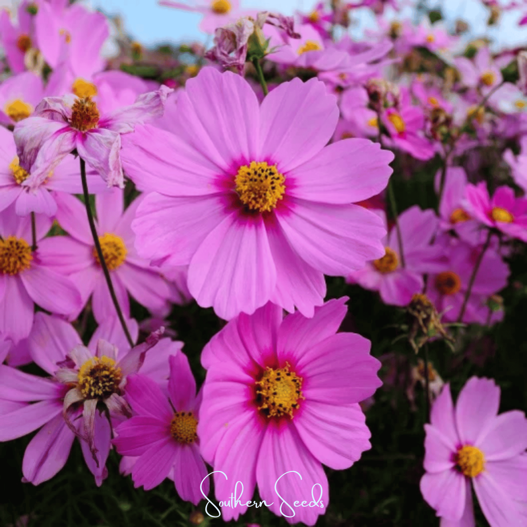 Radiance Cosmos – 100 Seeds
